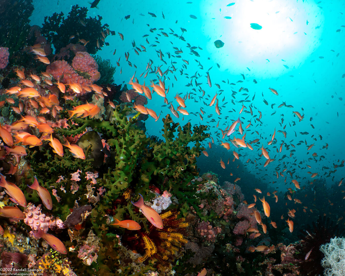 Pseudanthias squamipinnis (Scalefin Anthias)