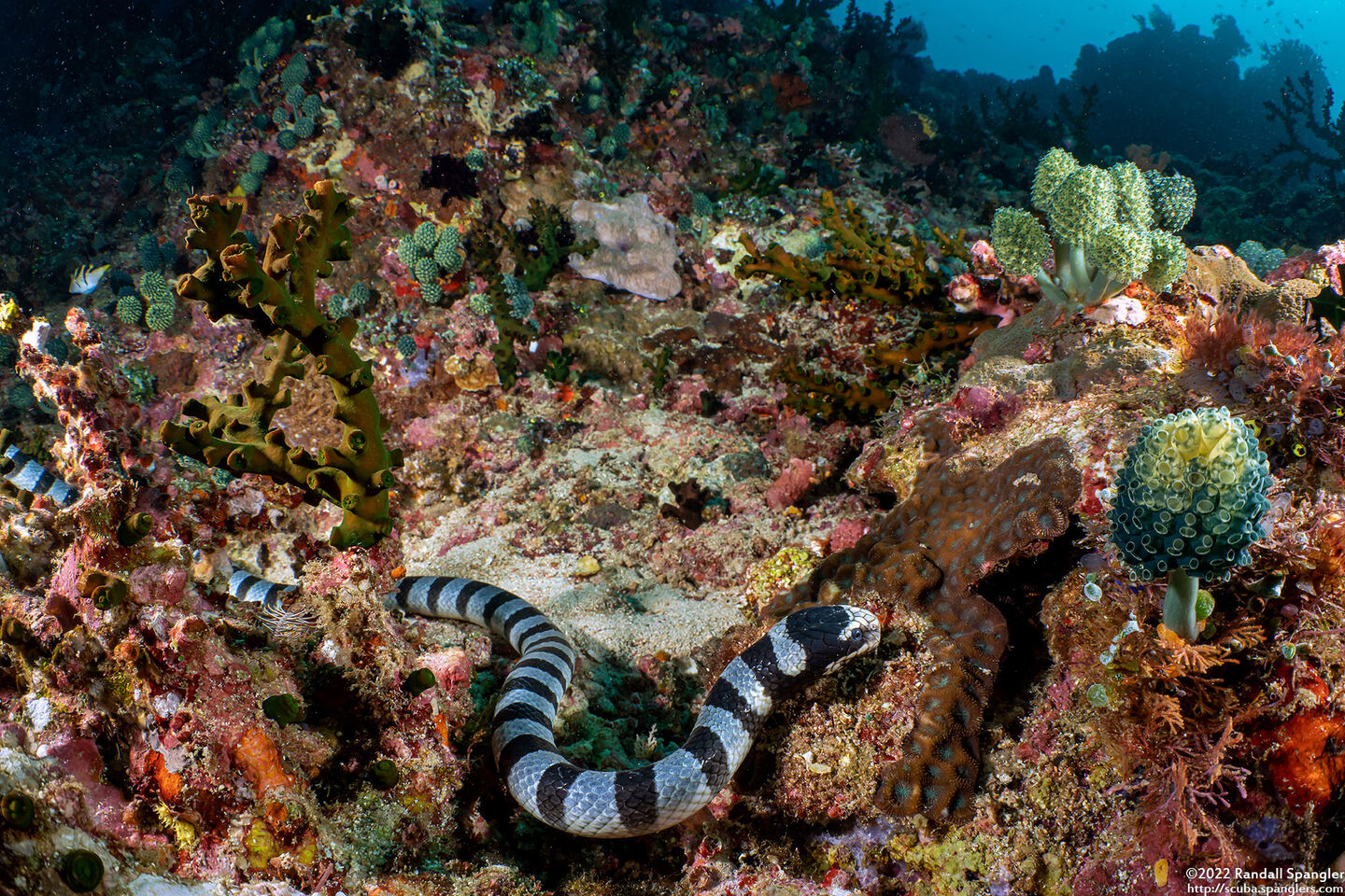 Laticauda colubrina (Banded Sea Krait)