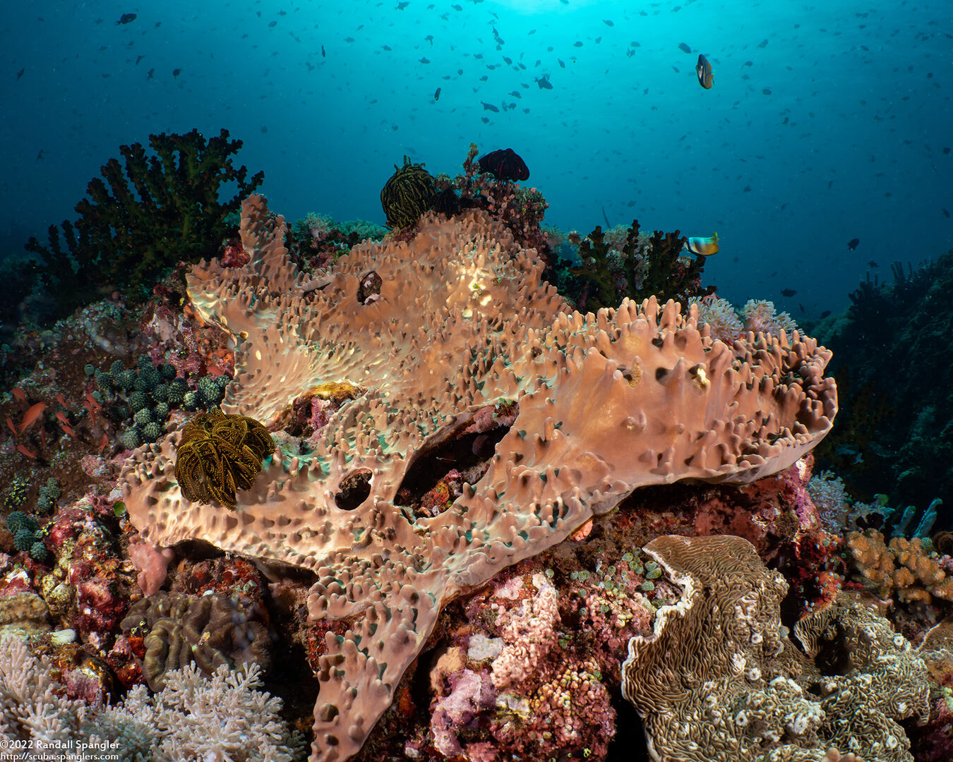 Sinularia sp.1 (Leather Coral)