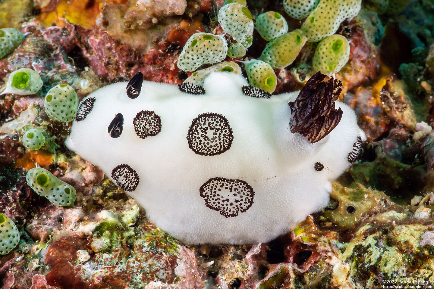 Jorunna funebris (Mourning Jorunna)