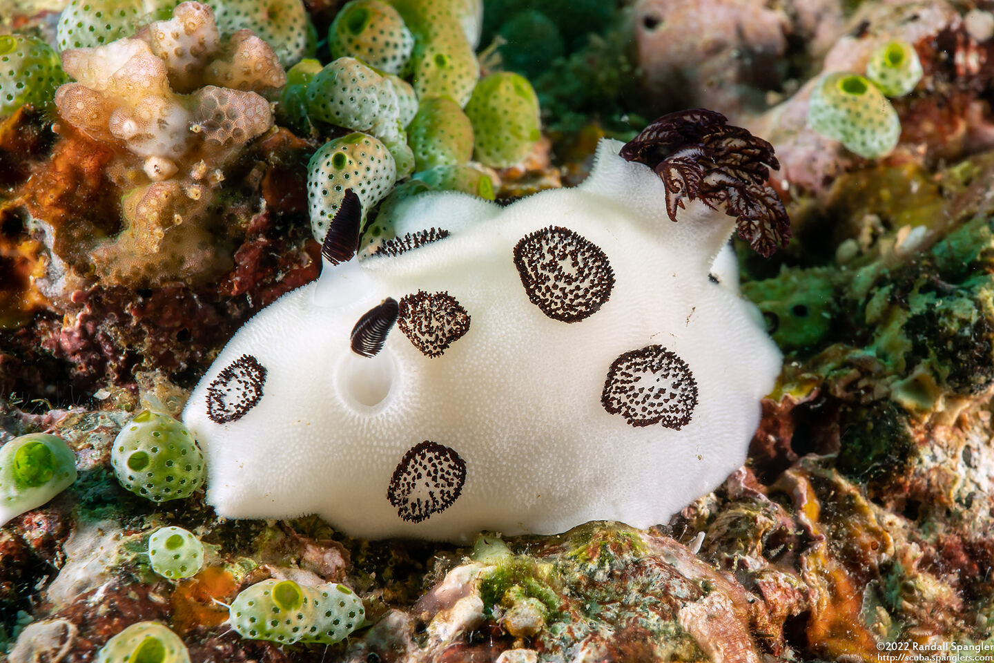 Jorunna funebris (Mourning Jorunna)