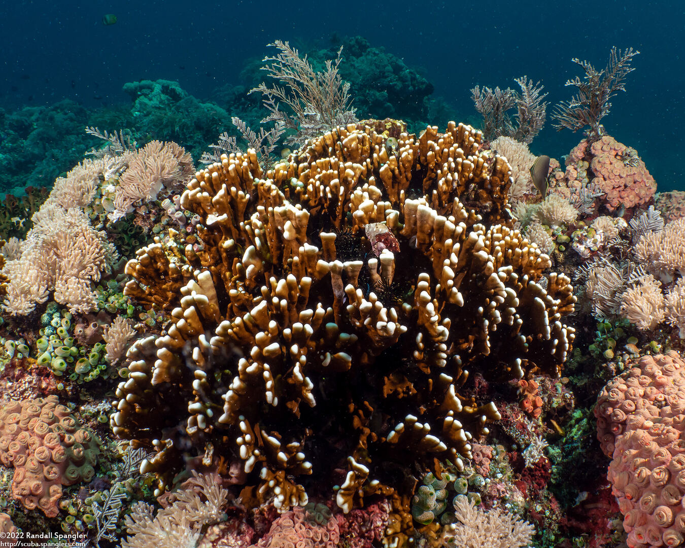 Millepora sp.2 (Plate Fire Coral)