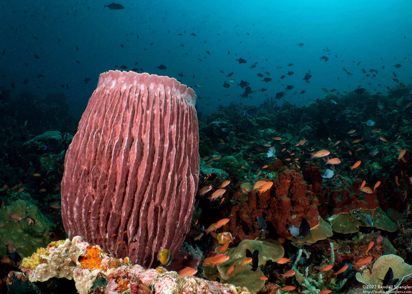 Xestospongia testudinaria (Barrel Sponge)