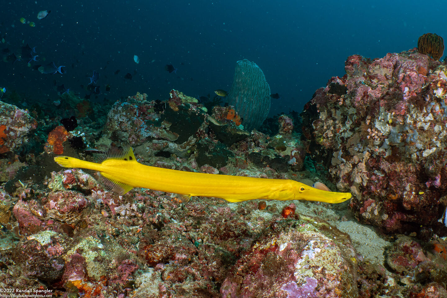 Aulostomus chinensis (Trumpetfish)