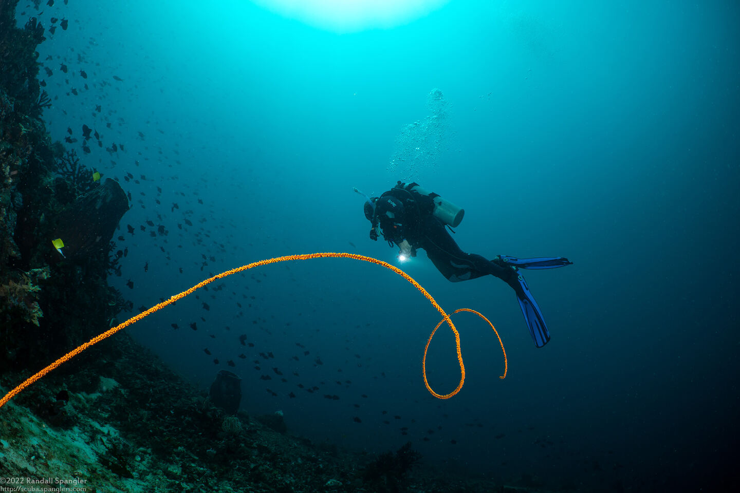 Cirrhipathes anguina (Common Wire Coral)