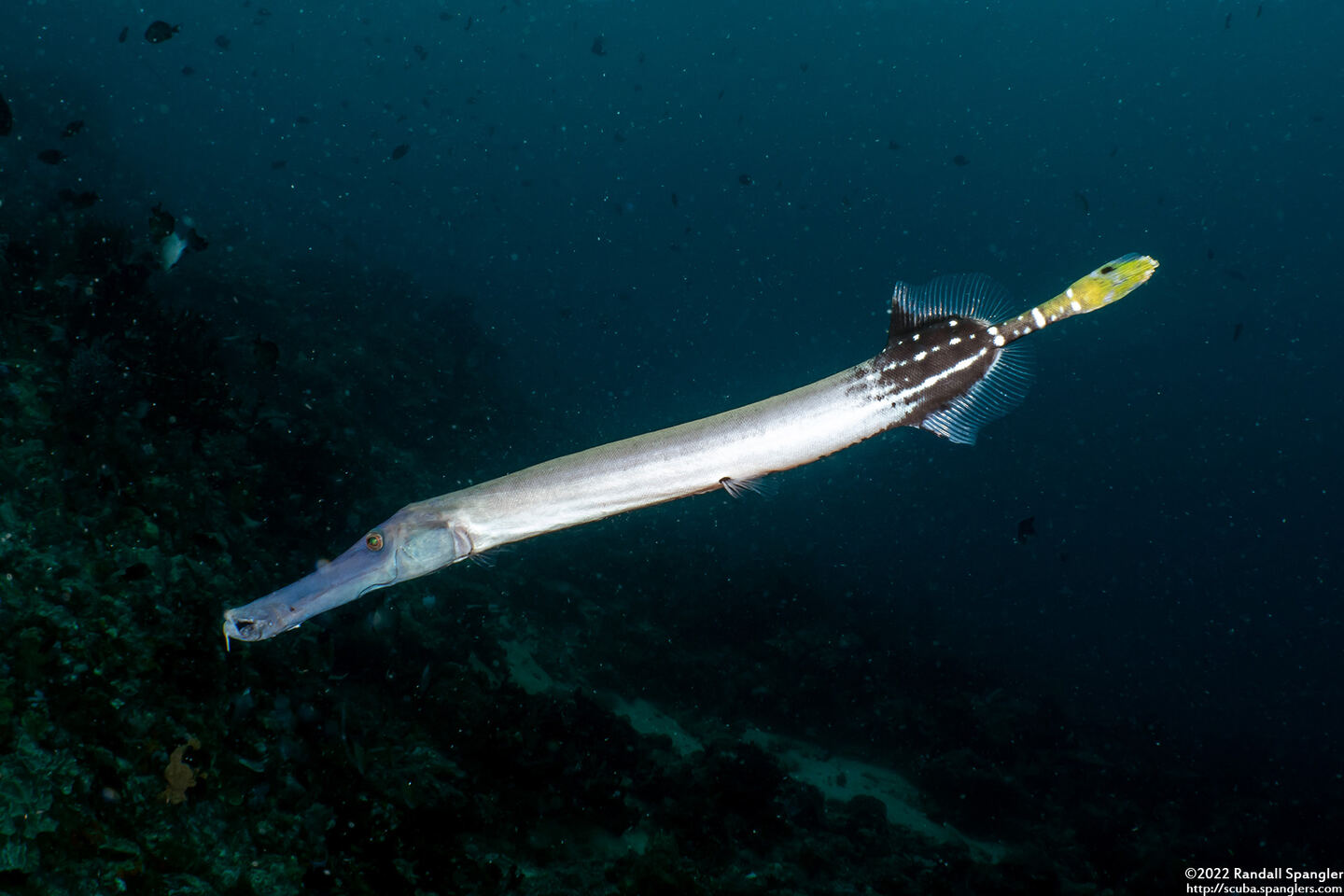 Aulostomus chinensis (Trumpetfish)