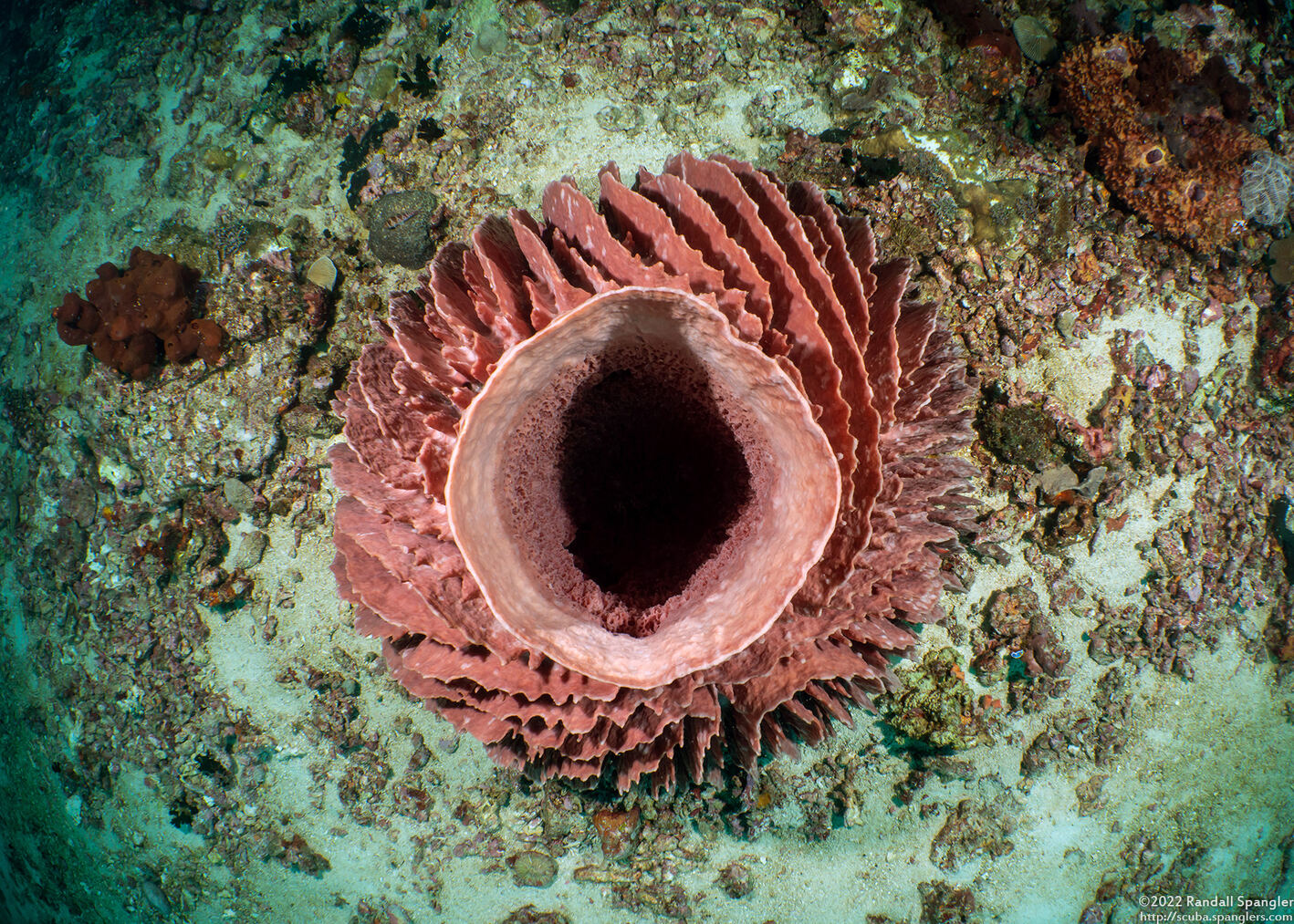 Xestospongia testudinaria (Barrel Sponge)