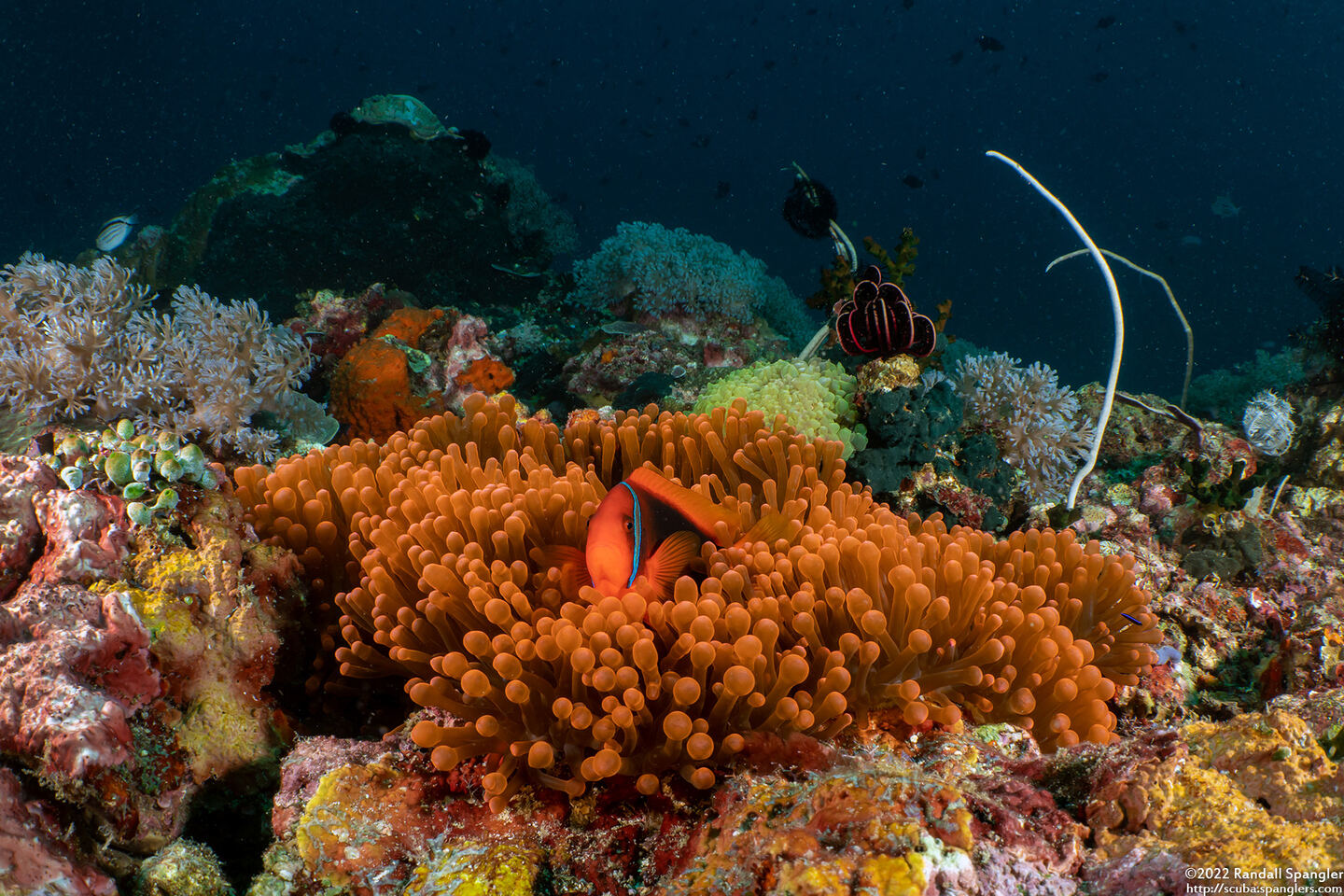 Amphiprion frenatus (Tomato Anemonefish)