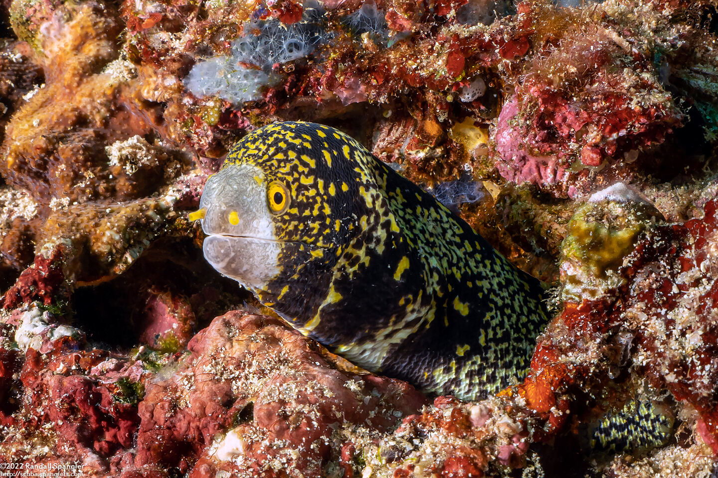 Echidna nebulosa (Snowflake Moray)