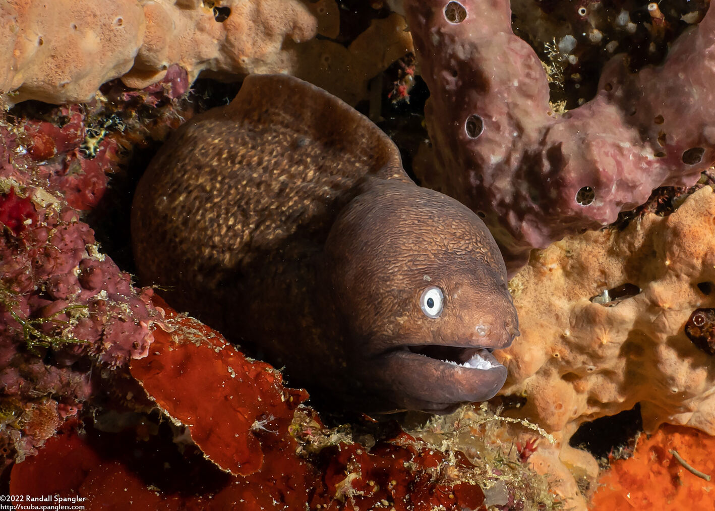 Gymnothorax thyrsoideus (White-Eyed Moray)