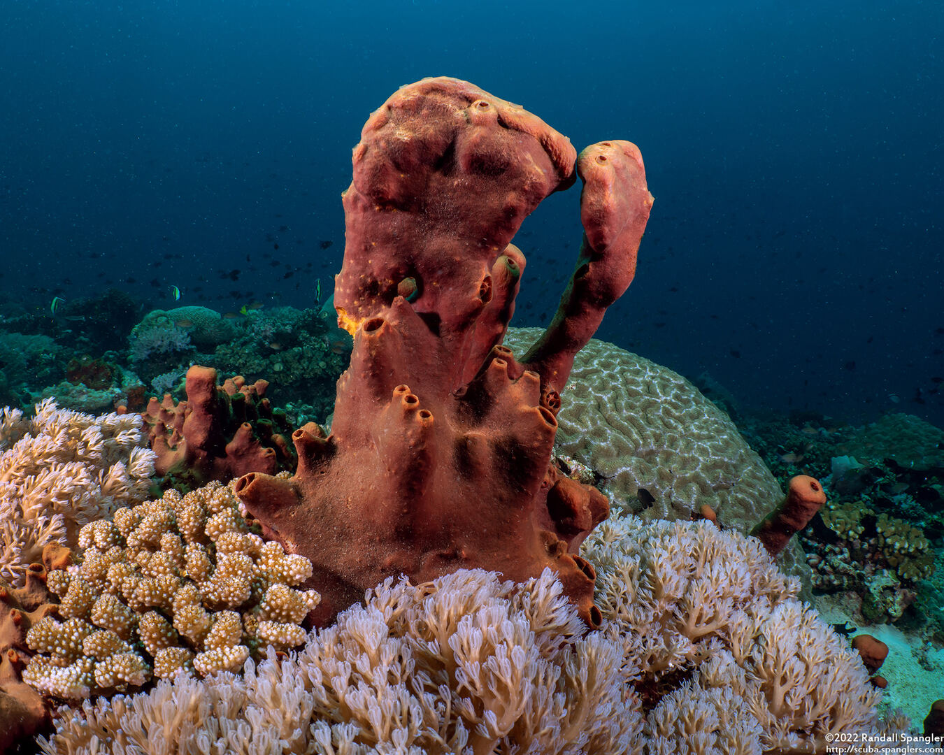 Leucetta microraphis (Leucetta Microraphis)
