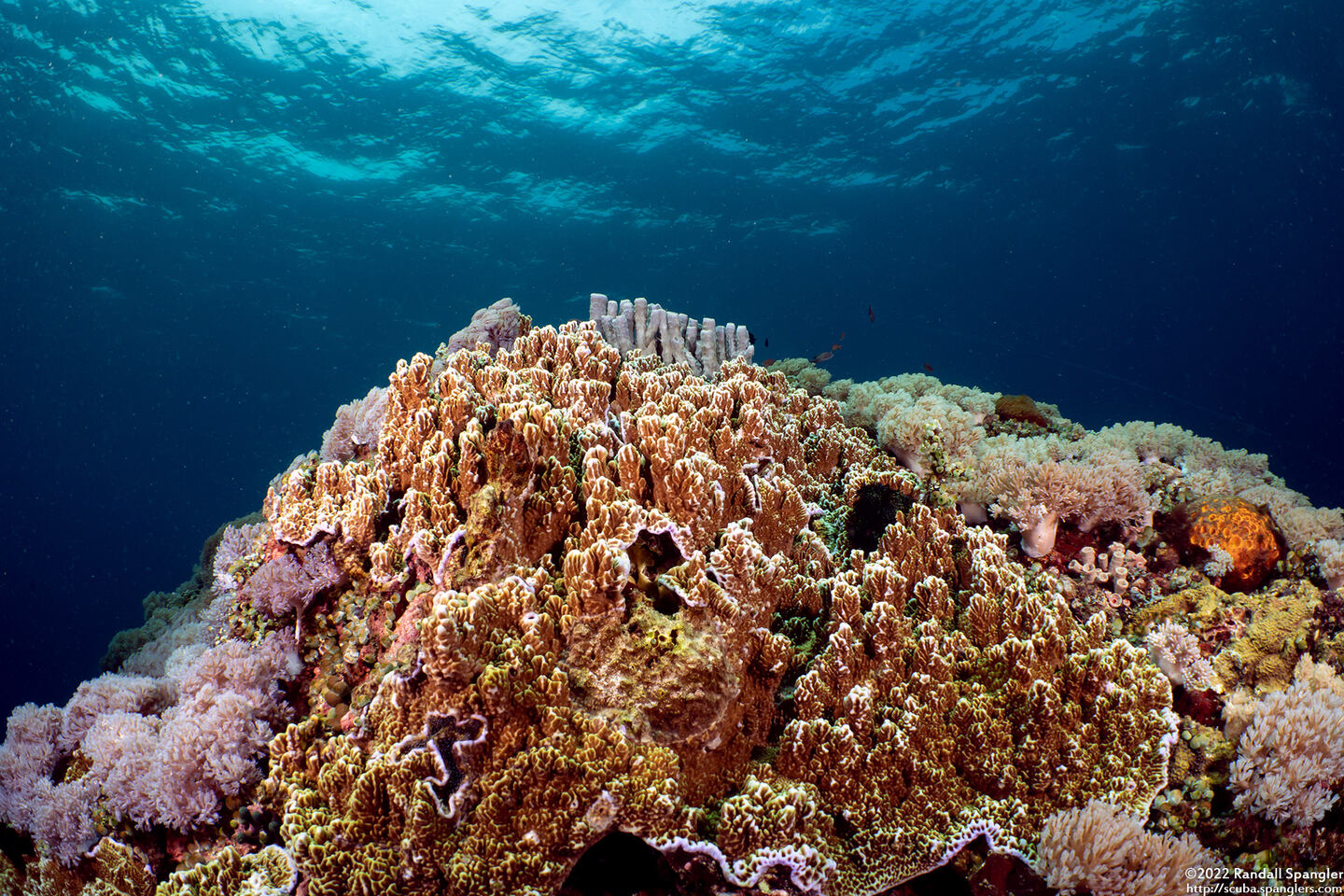 Montipora sp.1 (Montipora sp.1)