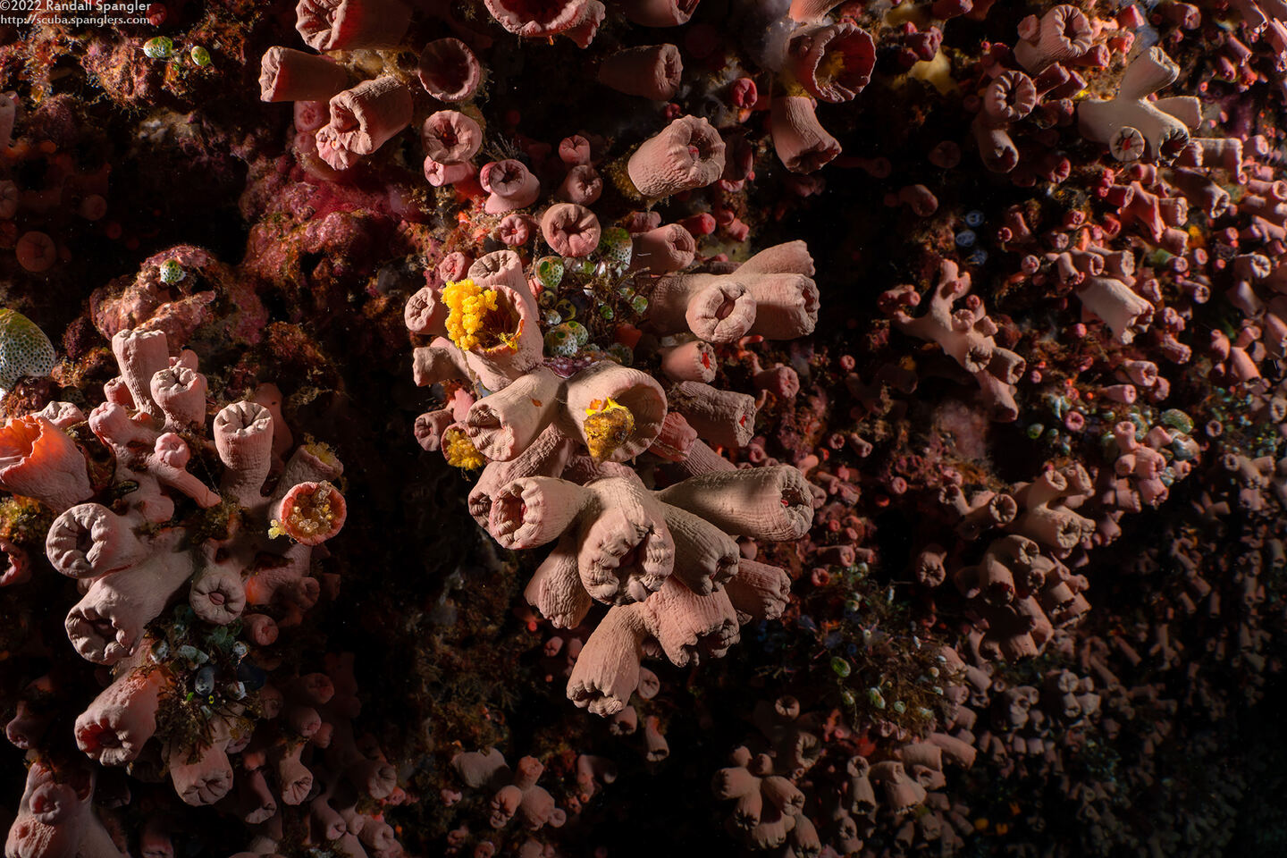 Tubastraea coccinea (Orange Cup Coral)