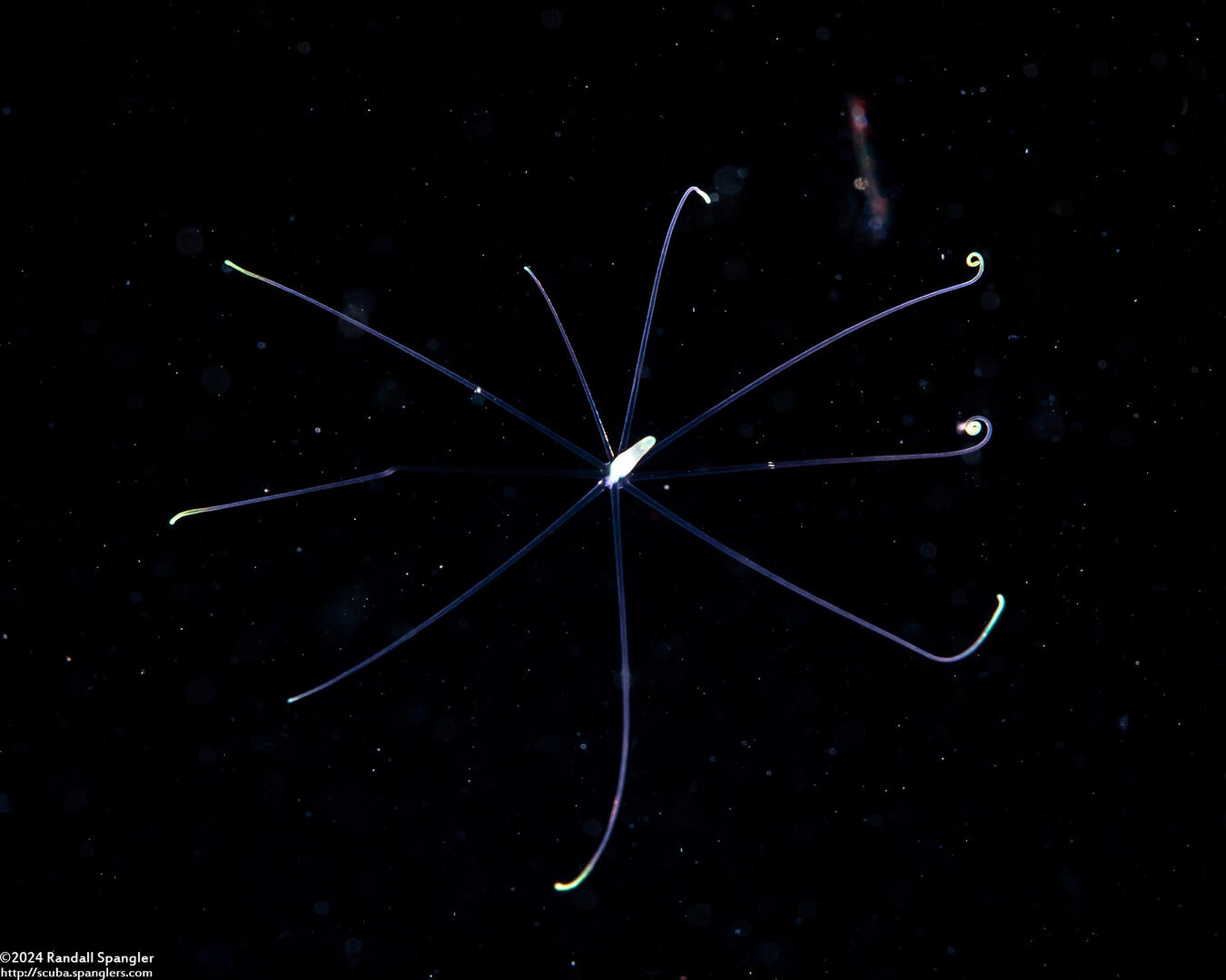 Cerianthus sp.2 (Tube-Dwelling Anemone)