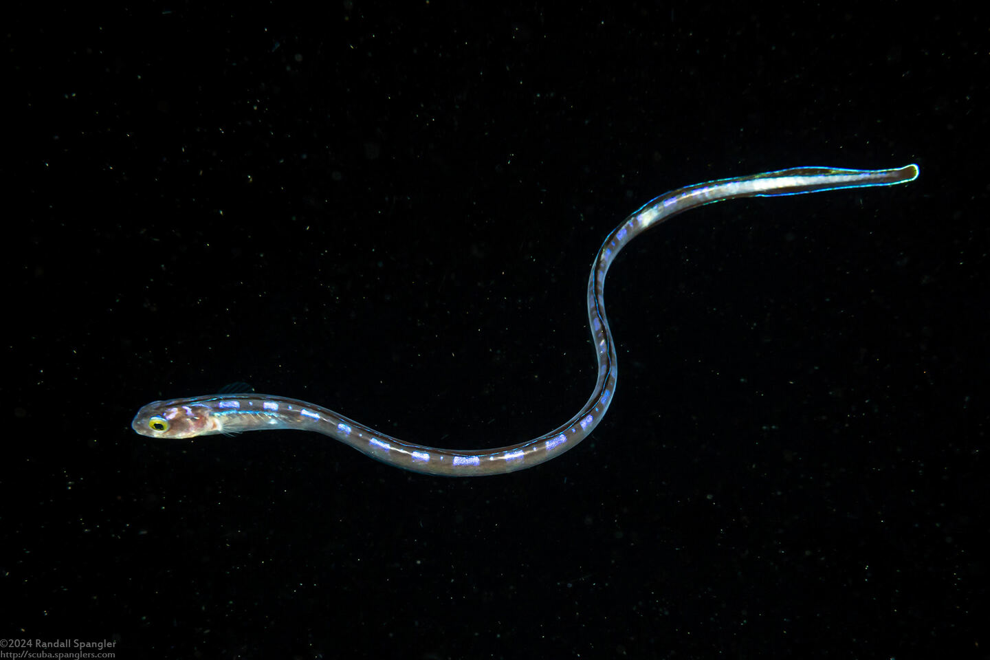 Xiphasia setifer (Snake Blenny)