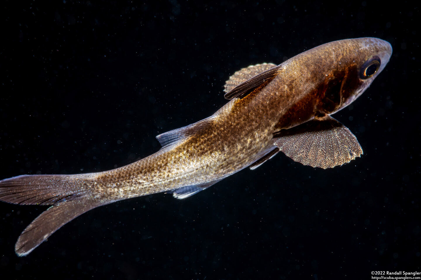 Polydactylus sp.1 (Threadfin)