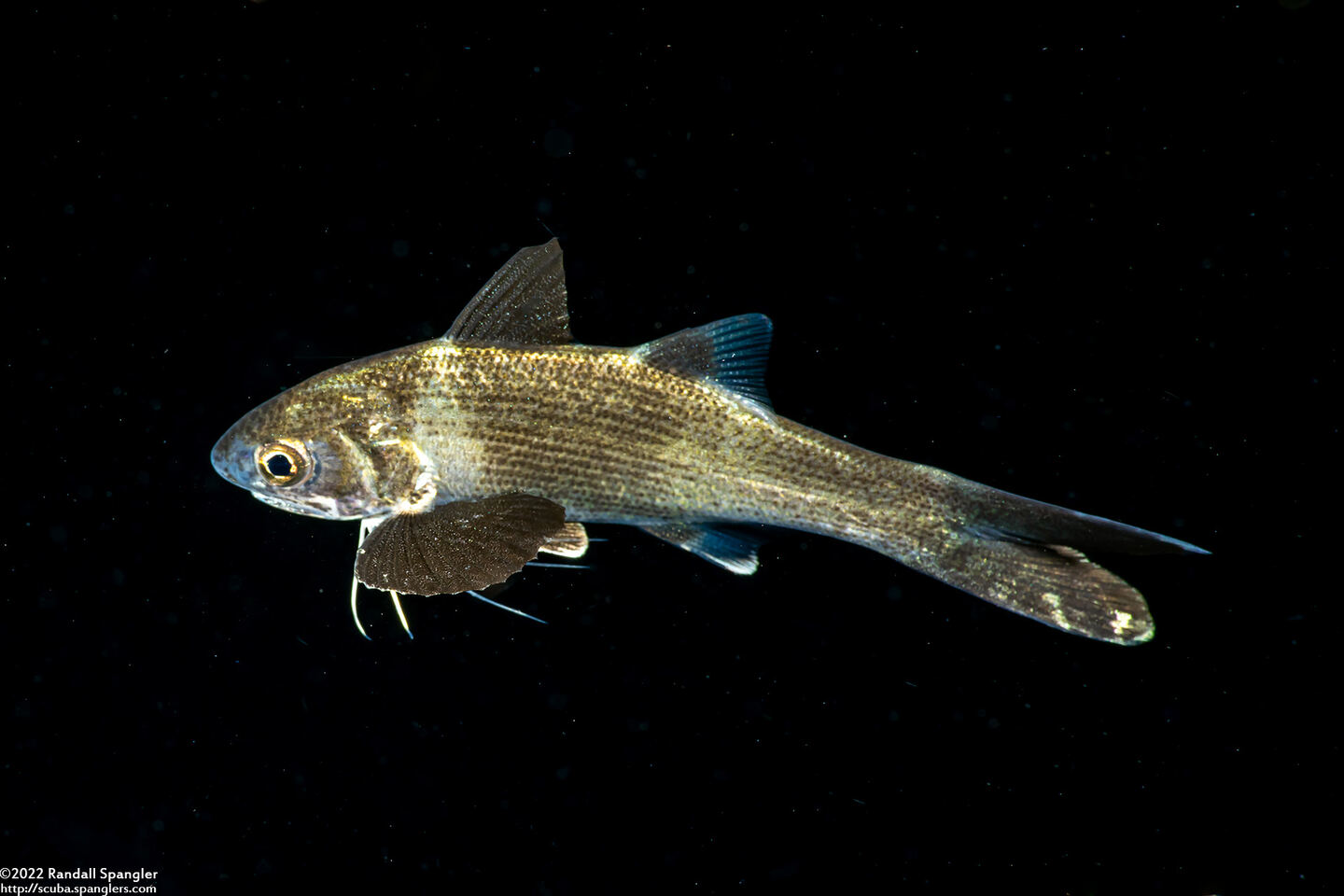Polydactylus sp.1 (Threadfin)