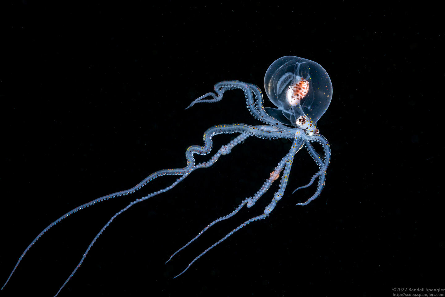 Wunderpus photogenicus (Wunderpus)