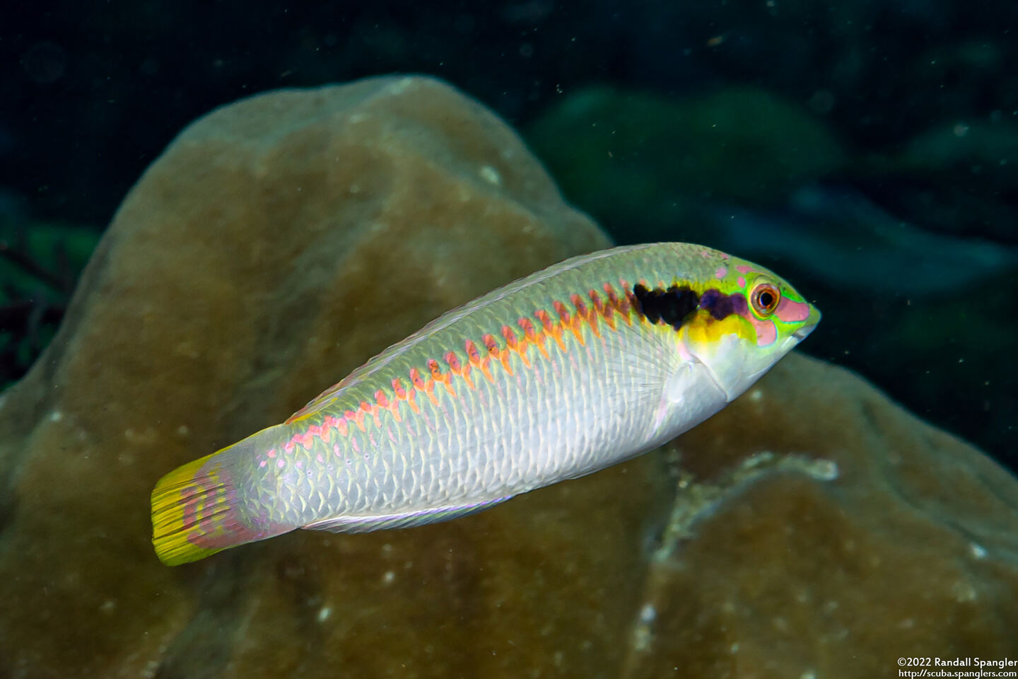 Halichoeres scapularis (Zigzag Wrasse)
