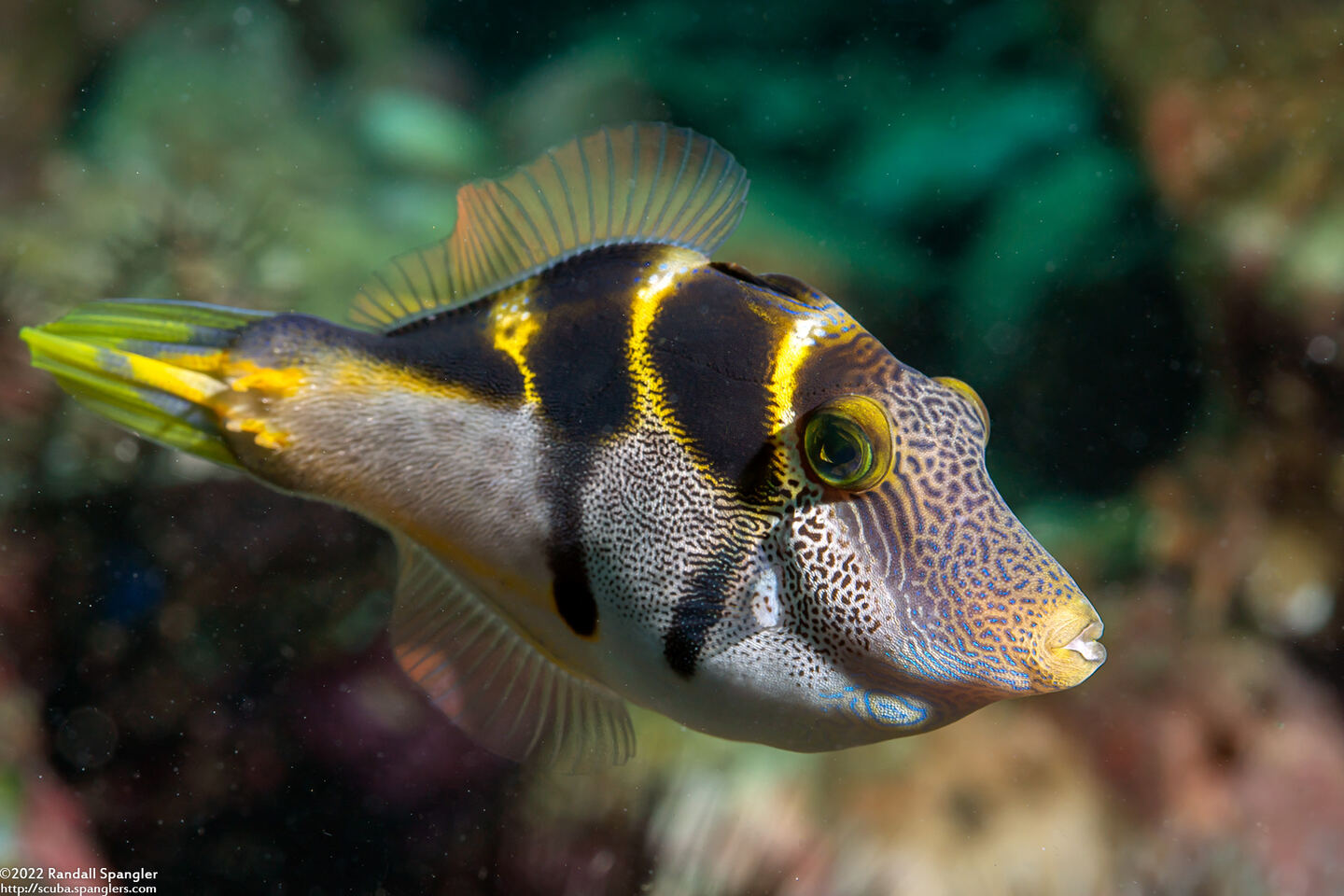 Paraluteres prionurus (Mimic Filefish)