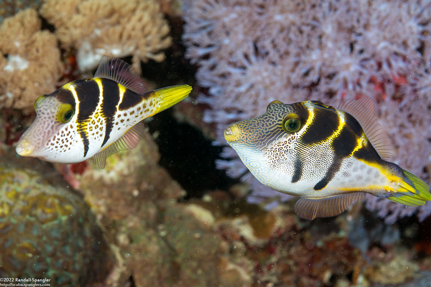 Paraluteres prionurus (Mimic Filefish)