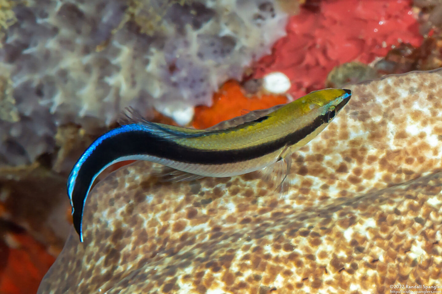 Labroides dimidiatus (Bluestreak Cleaner Wrasse)