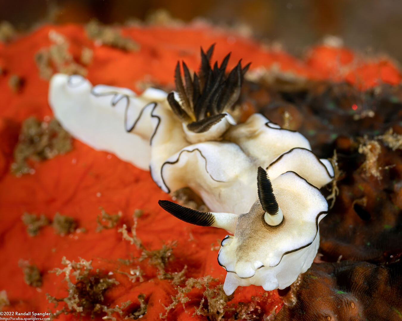 Doriprismatica atromarginata (Dark Margin Glossodoris)