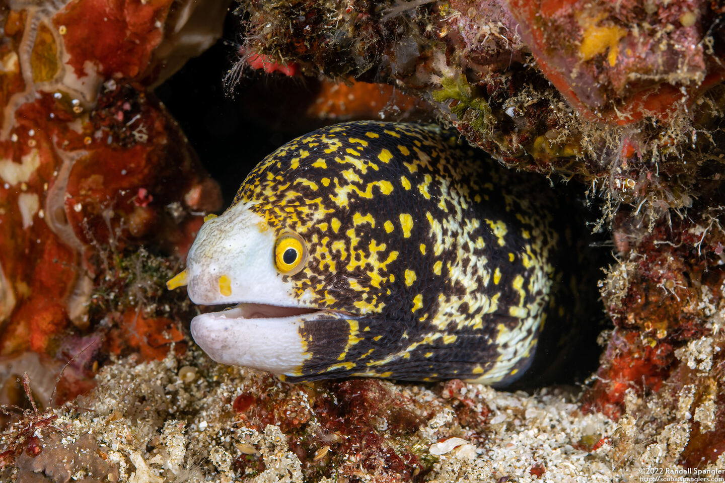 Echidna nebulosa (Snowflake Moray)