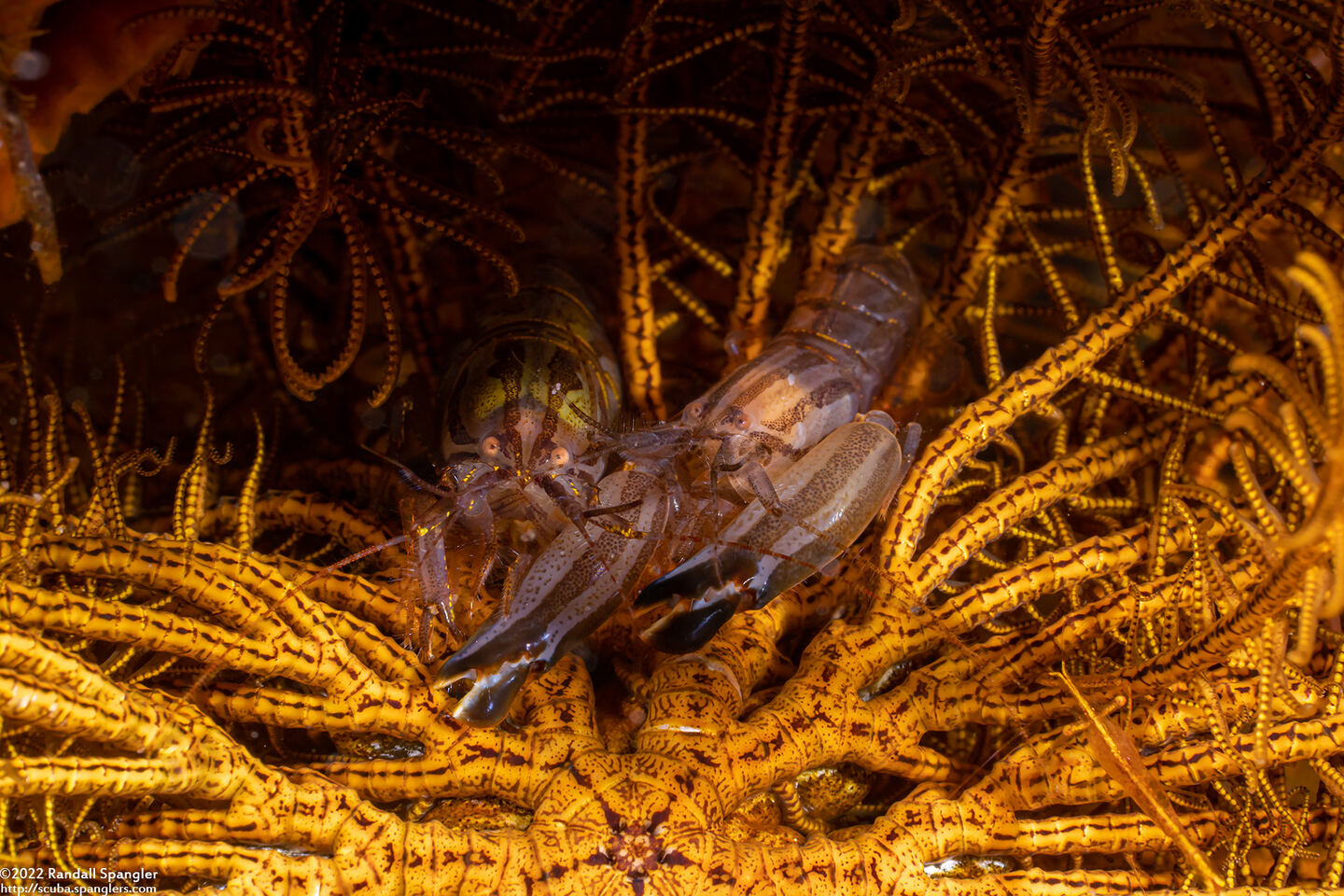 Synalpheus stimpsoni (Stimpson's Snapping Shrimp)