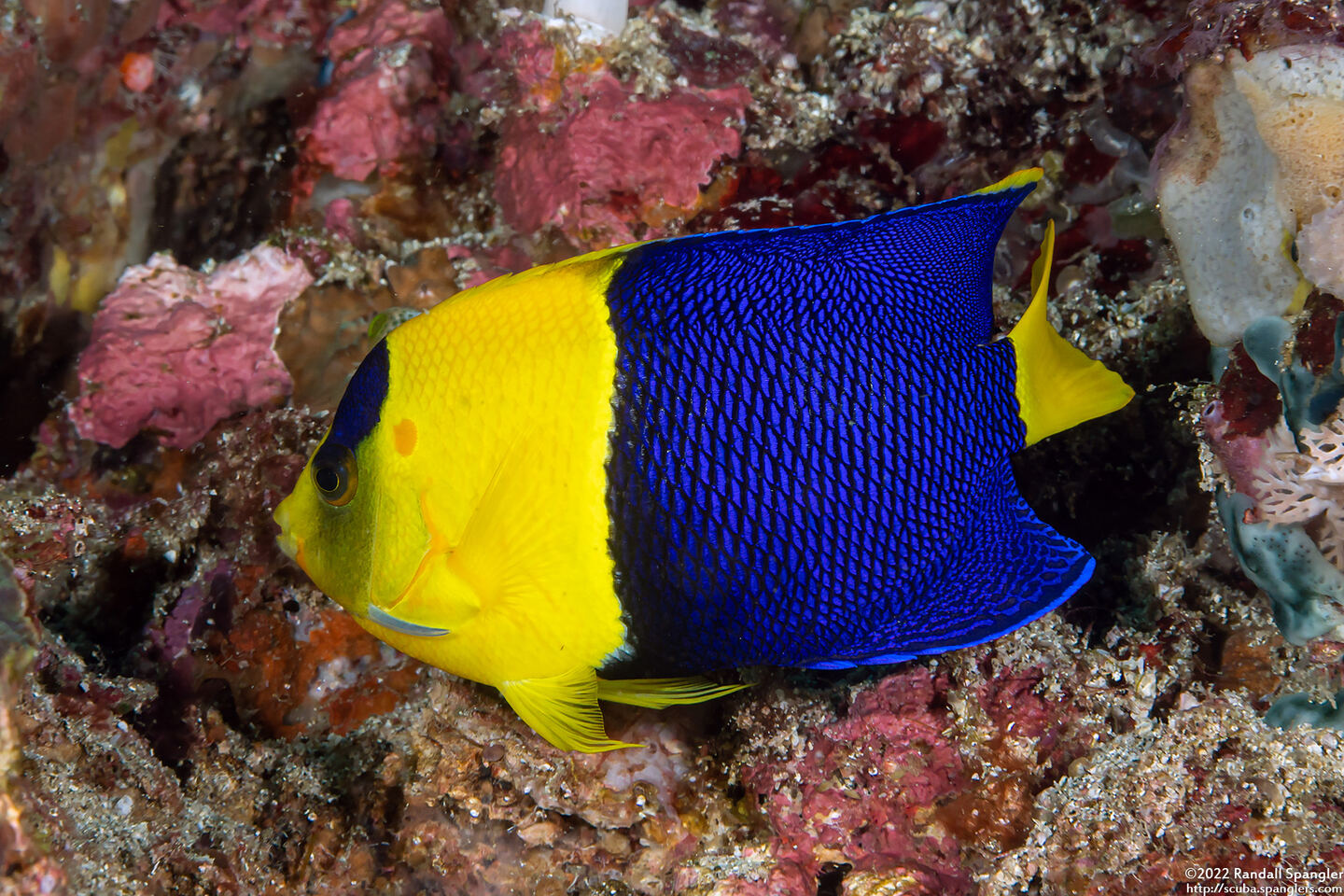 Centropyge bicolor (Bicolor Angelfish)