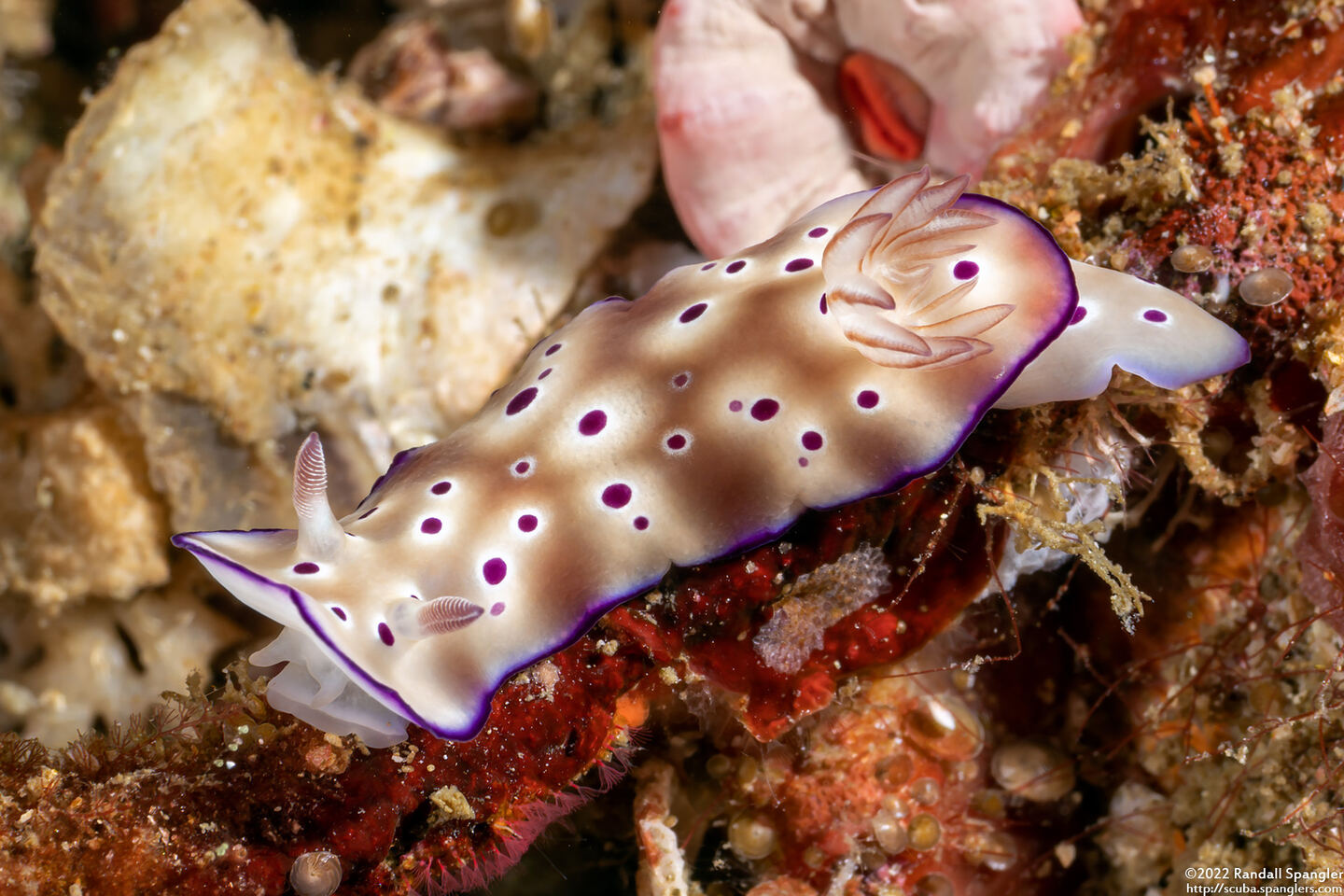 Hypselodoris tryoni (Tryon's Risbecia)