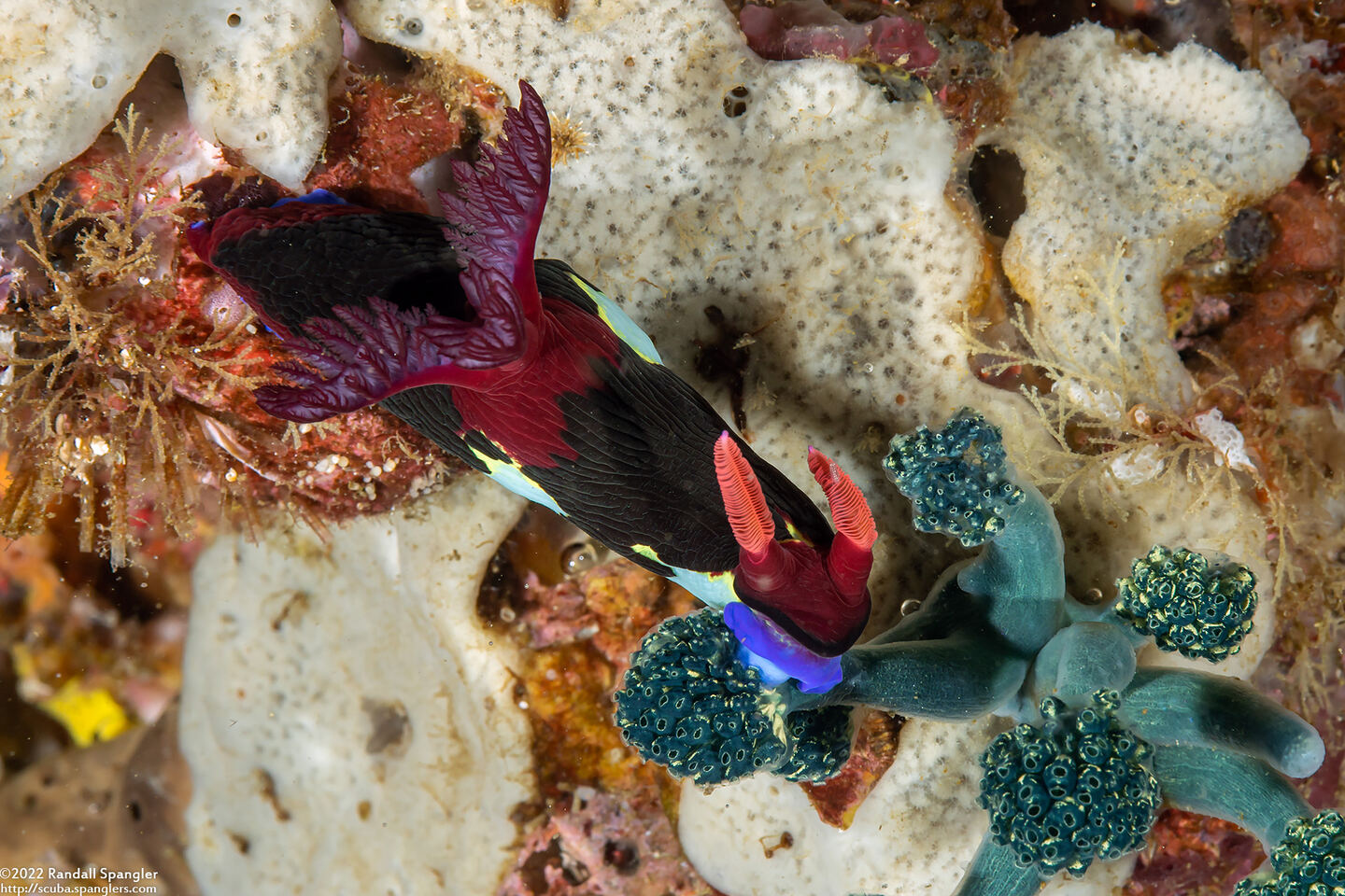 Nembrotha chamberlaini (Chamberlain's Nembrotha)