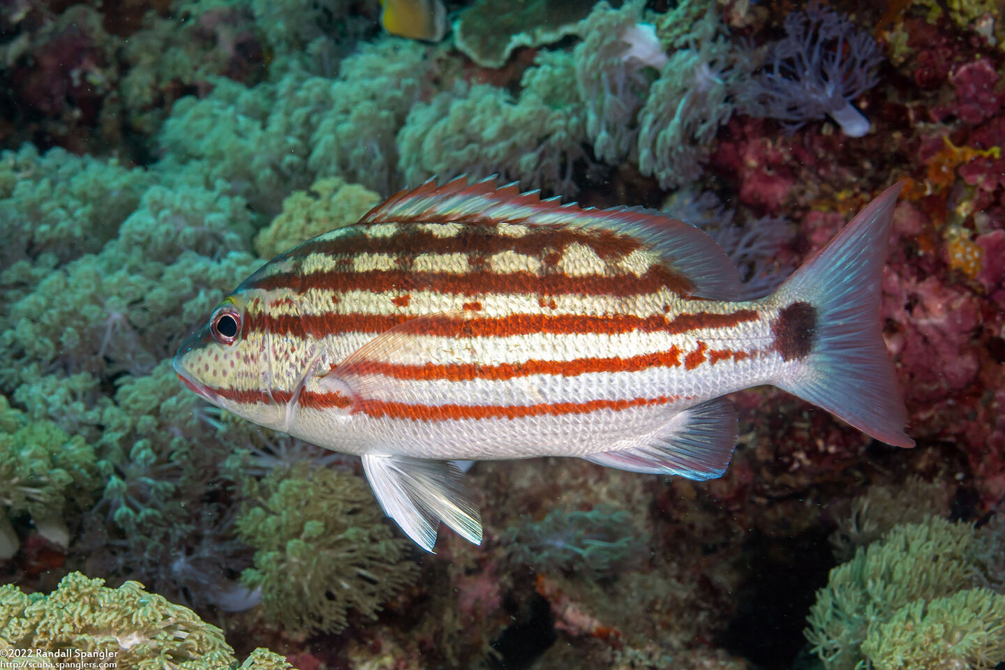 Lutjanus decussatus (Checkered Snapper)