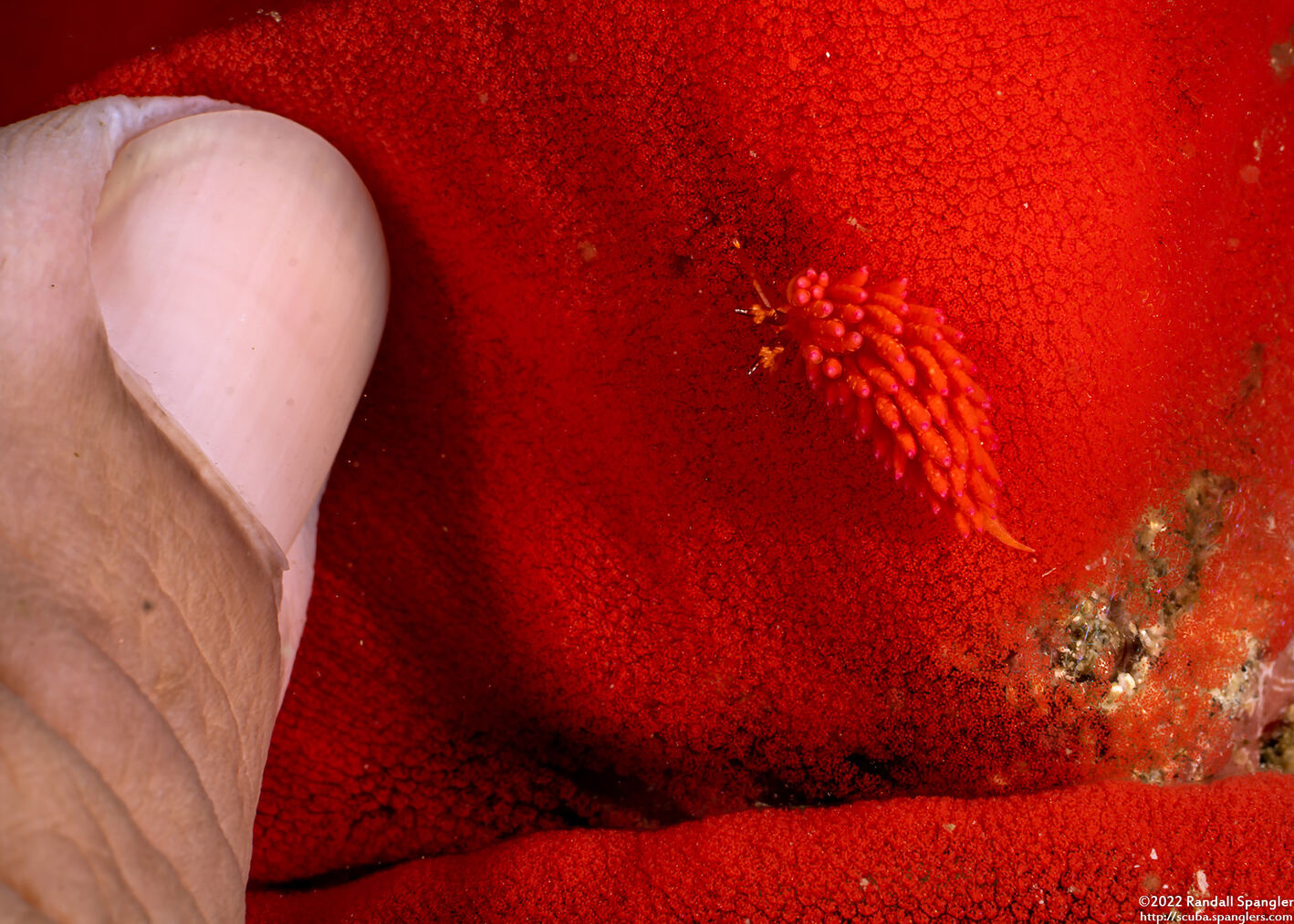 Favorinus mirabilis (Wonderful Favorinus)