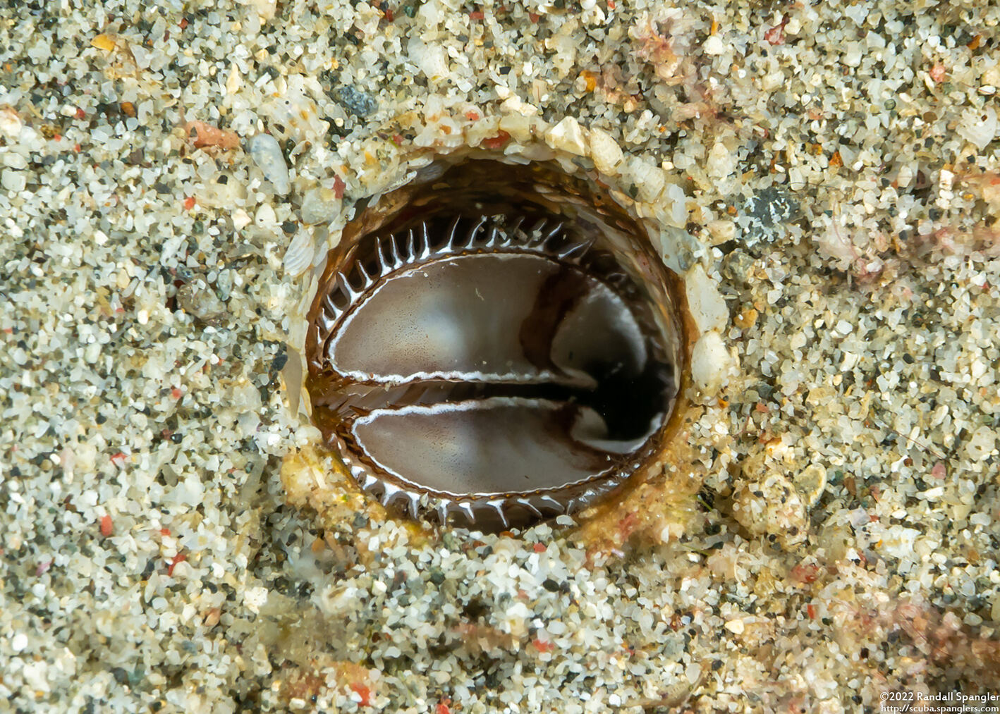 Lygdamis japonicus (Honeycomb Worm)