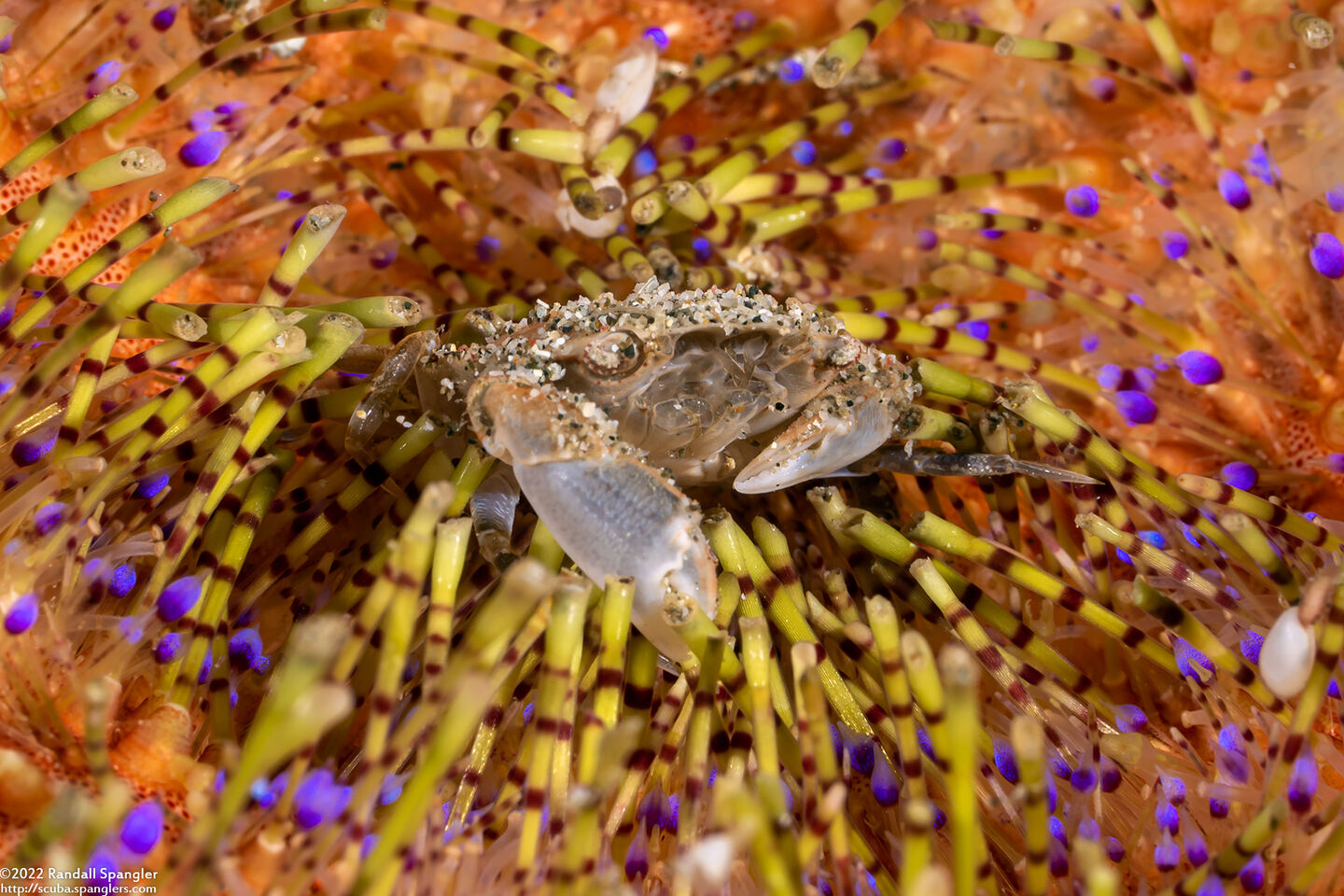 Lissocarcinus polybioides (Sea Star Swimming Crab)