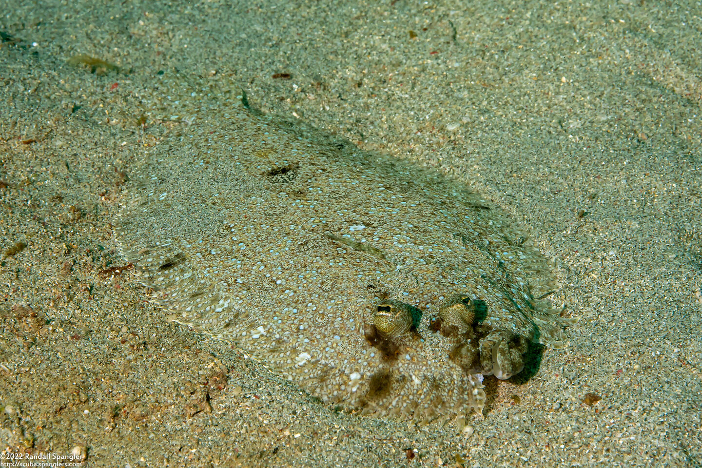 Bothus pantherinus (Panther Flounder)