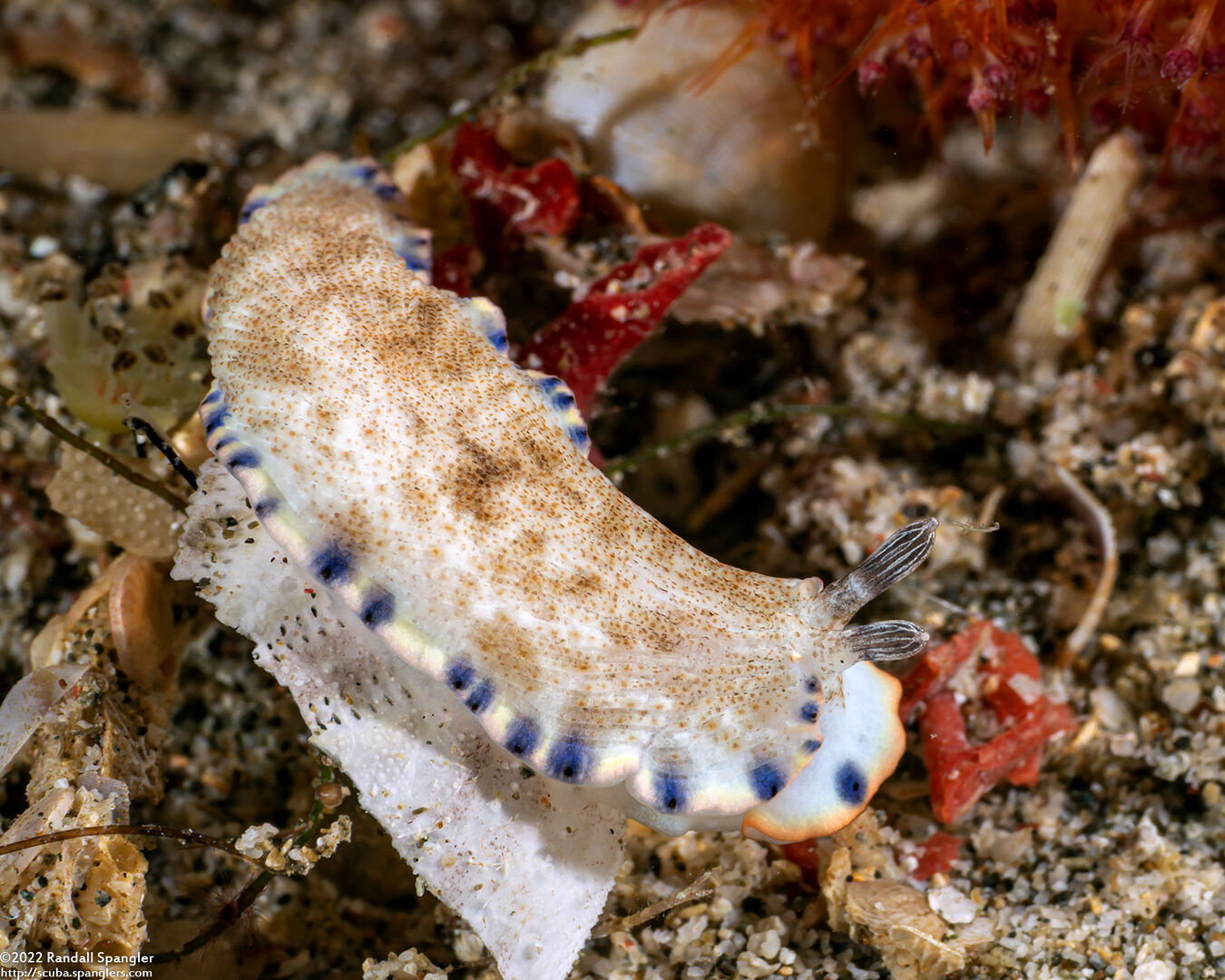 Dermatobranchus caeruleomaculatus (Blue-Spotted Dermatobranchus)