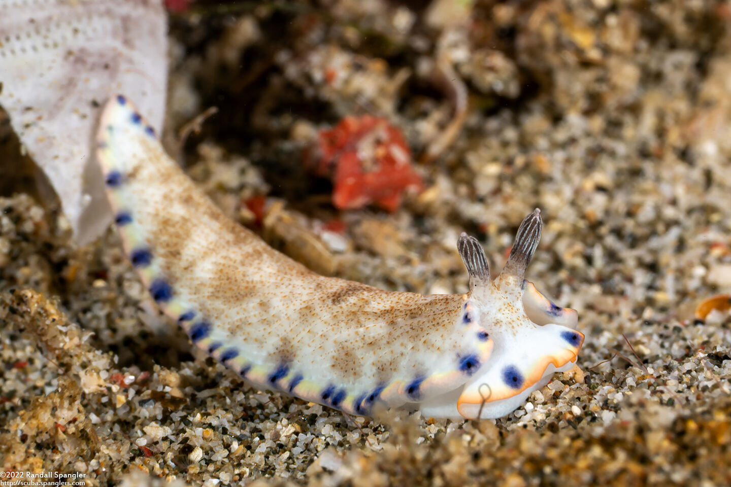 Dermatobranchus caeruleomaculatus (Blue-Spotted Dermatobranchus)