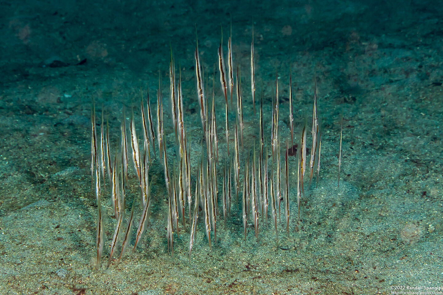 Centriscus scutatus (Rigid Shrimpfish)
