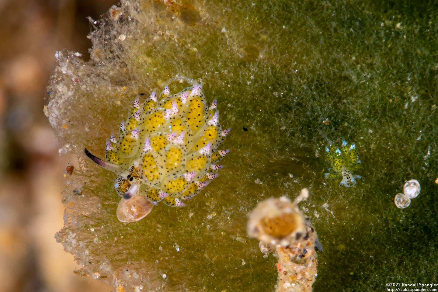 Costasiella kuroshimae (Kuro Sapsucking Slug)