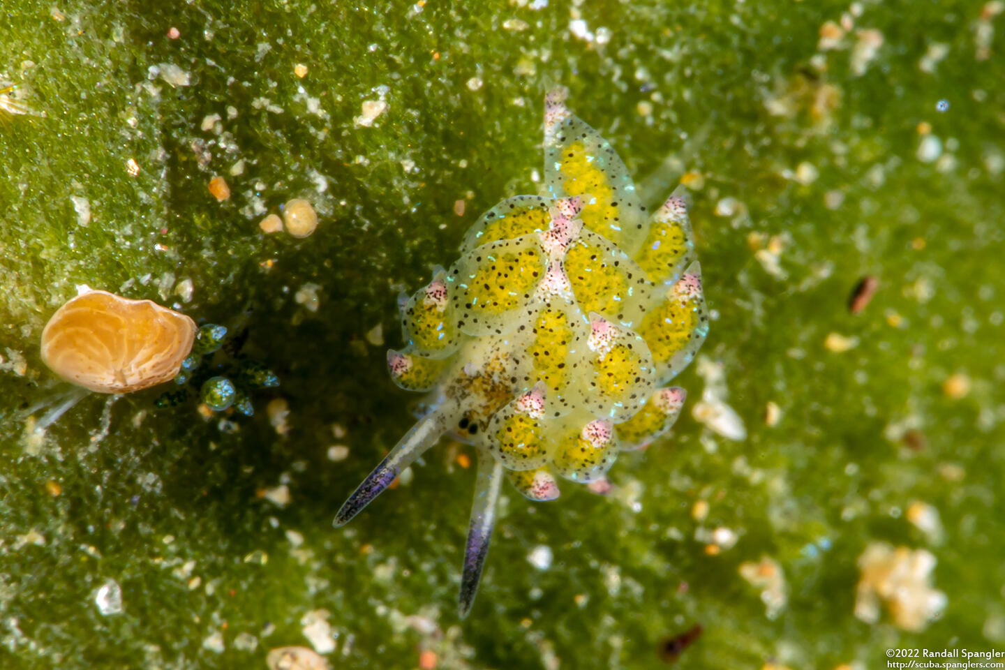 Costasiella kuroshimae (Kuro Sapsucking Slug)