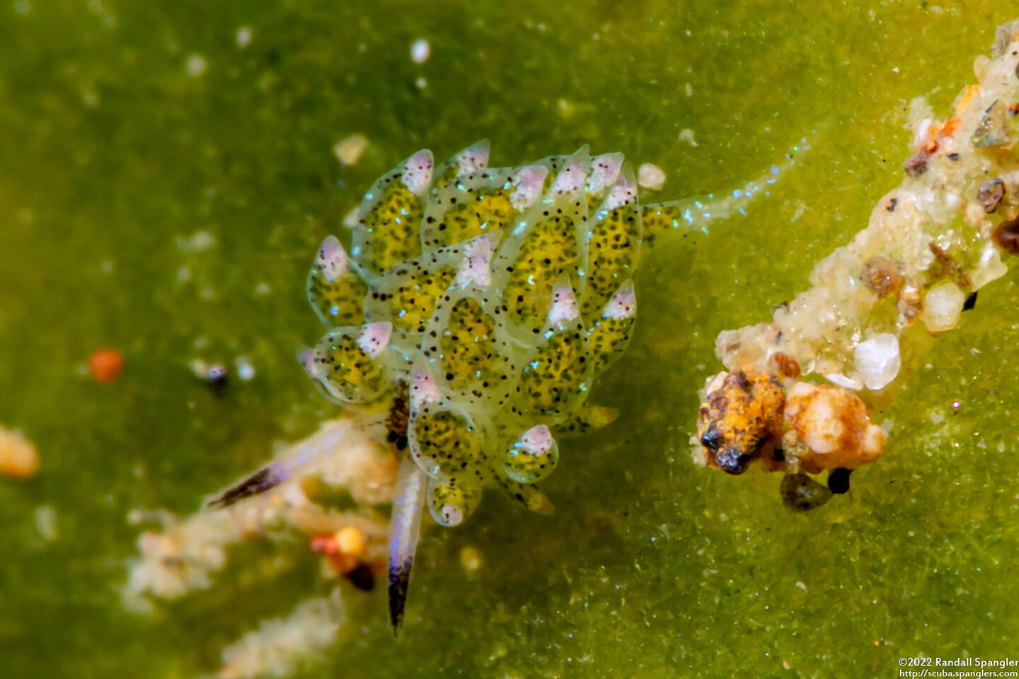 Costasiella kuroshimae (Kuro Sapsucking Slug)
