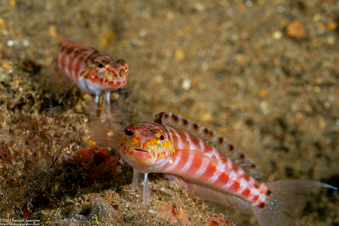 Parapercis schauinslandii (Redspotted Sandperch)