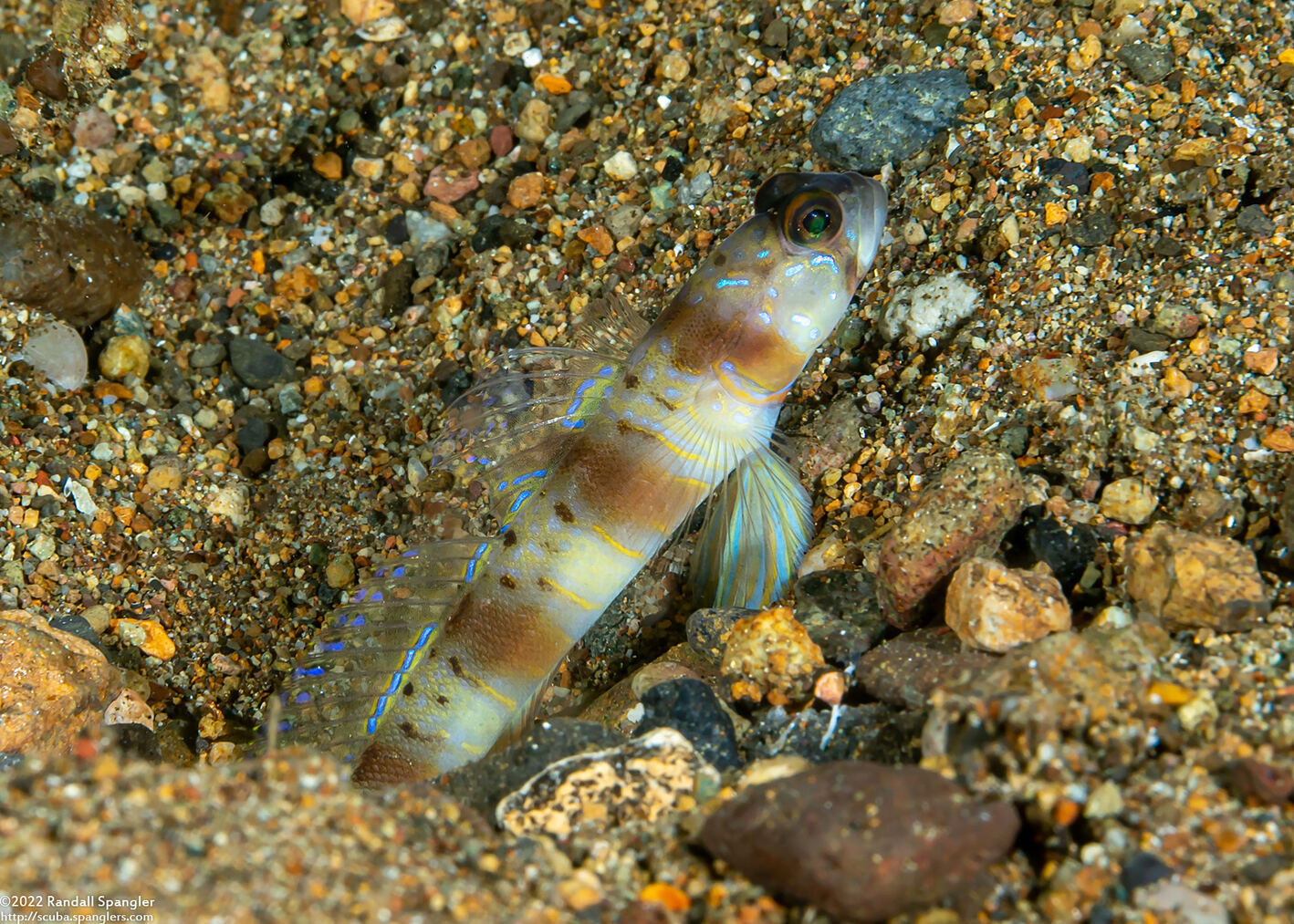 Amblyeleotris masuii (Maiusi's Shrimpgoby)