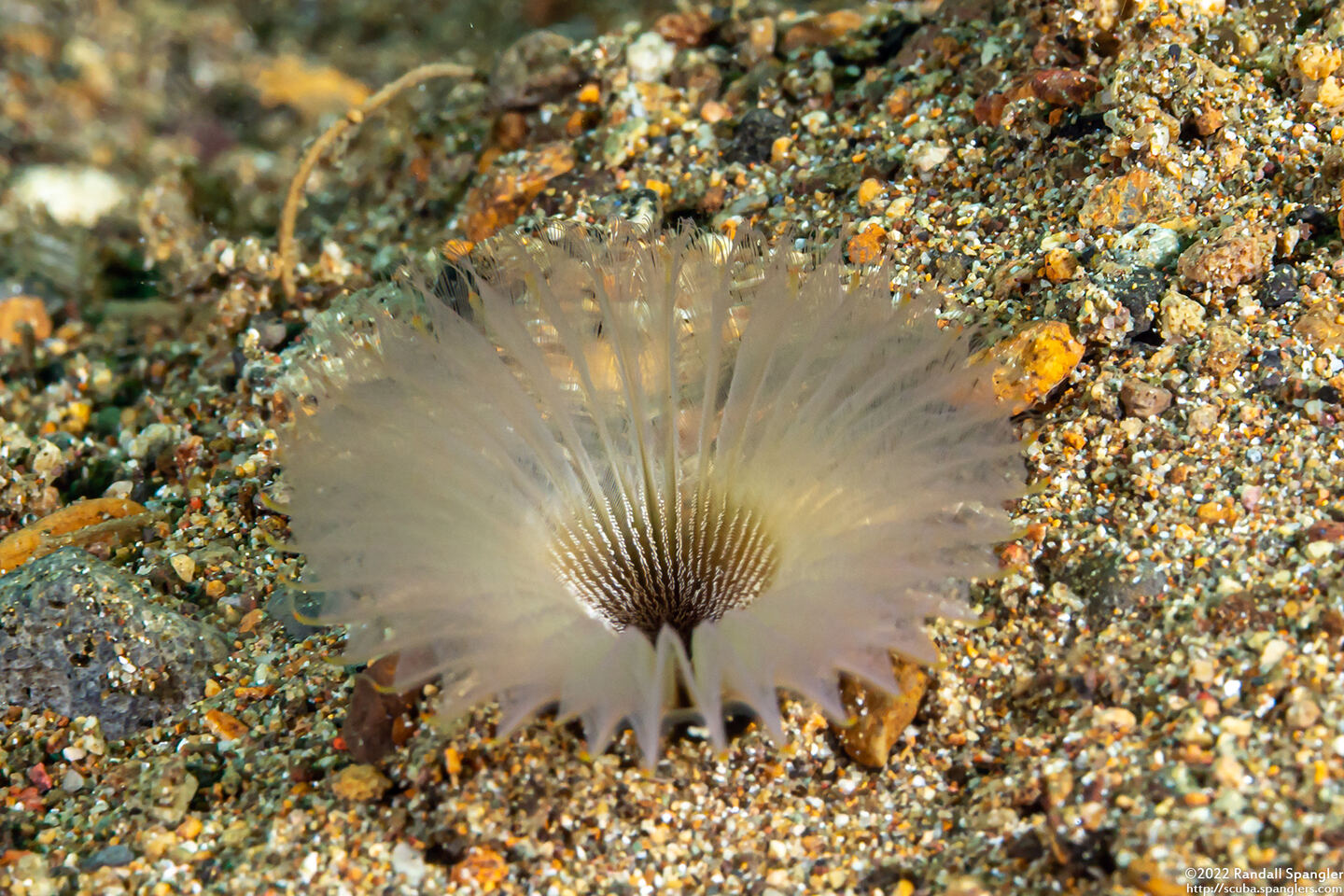 Serpulidae sp.1 (Serpulidae sp.1)