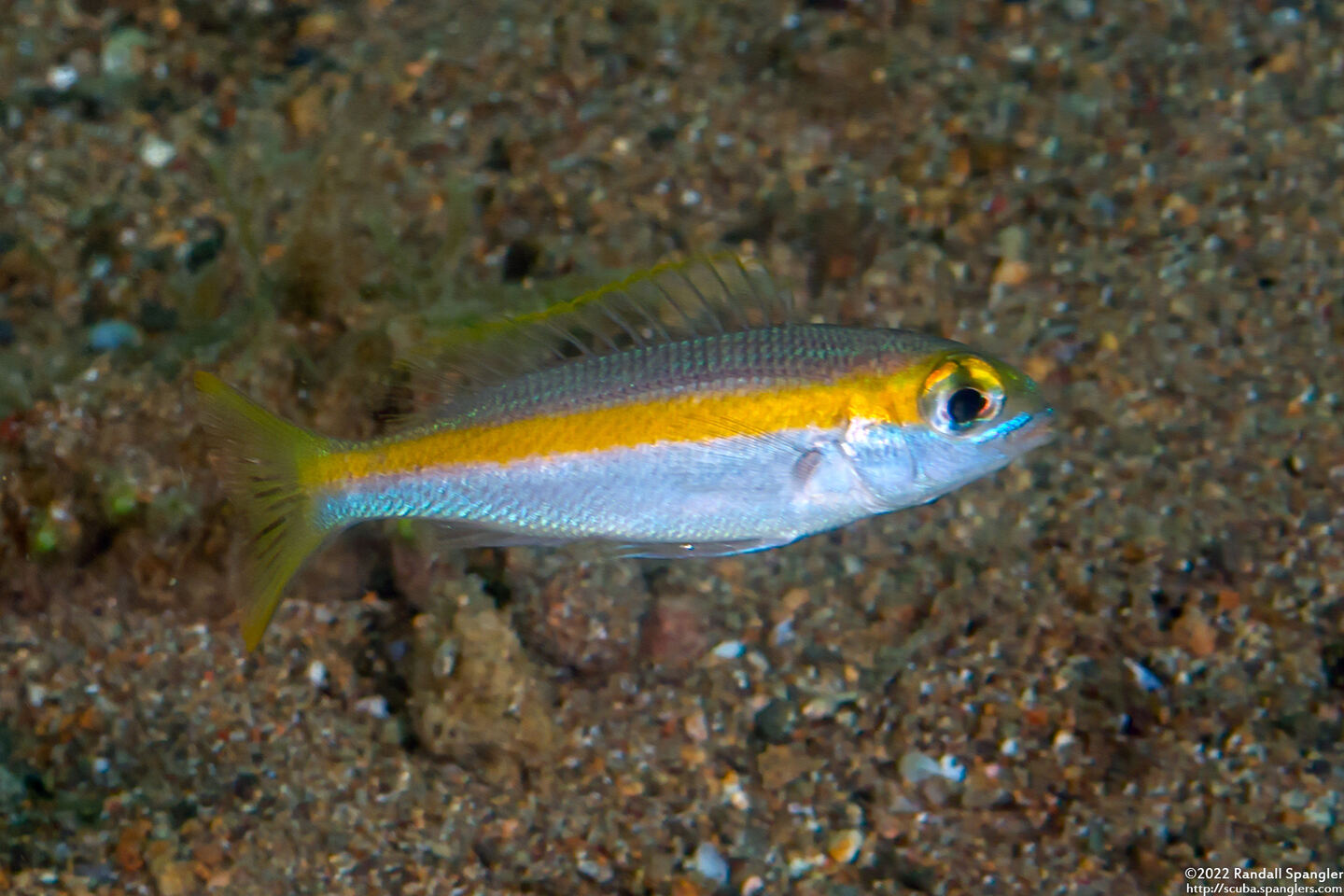 Scolopsis aurata (Yellowstripe Monocle Bream)