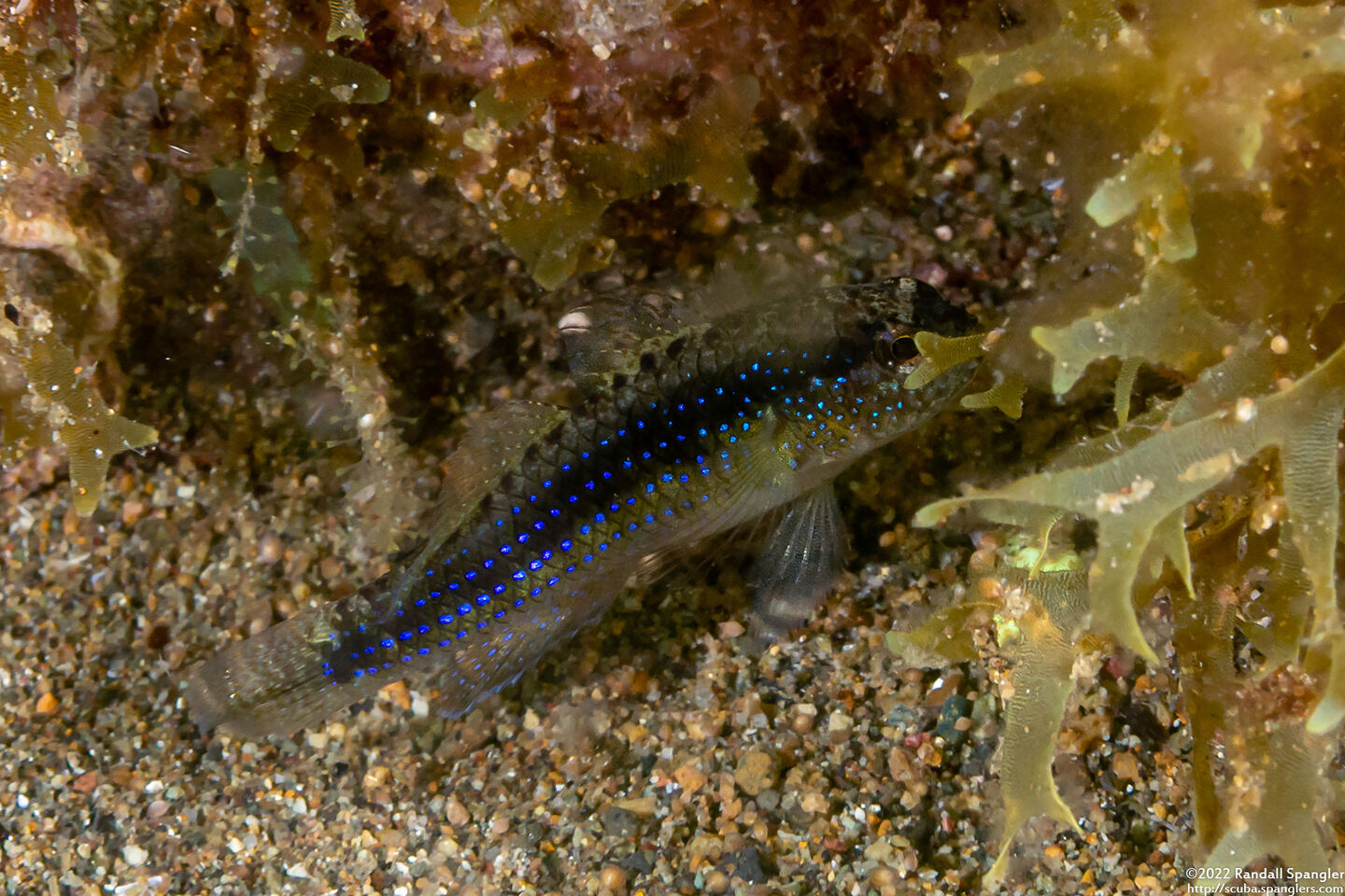 Asterropteryx striata (Striped Goby)