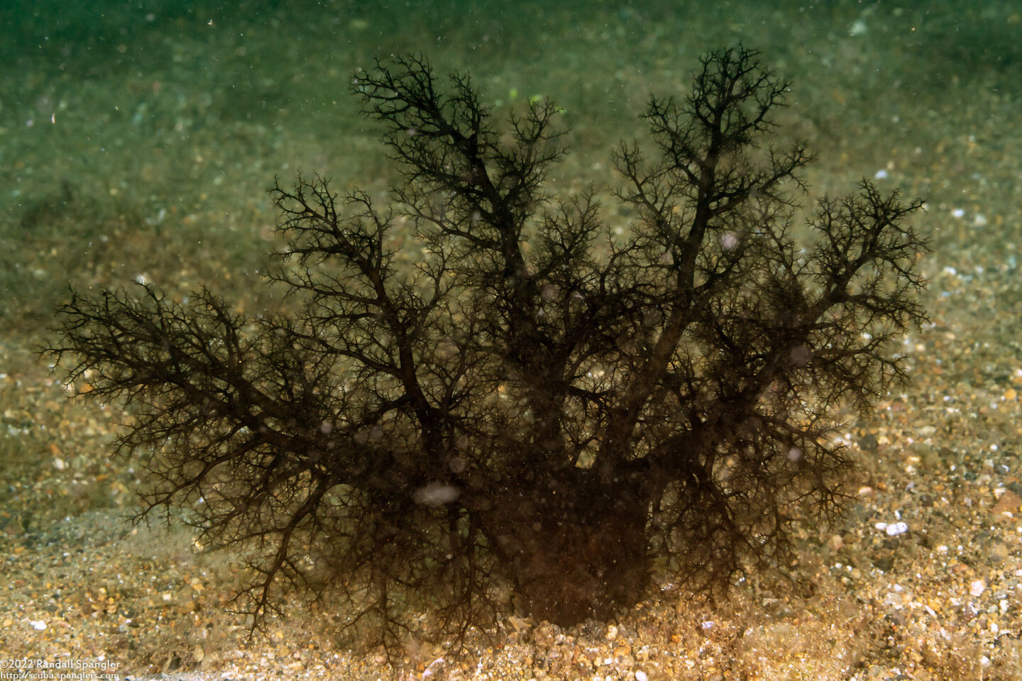 Massinium magnum (Magnum Sea Cucumber)