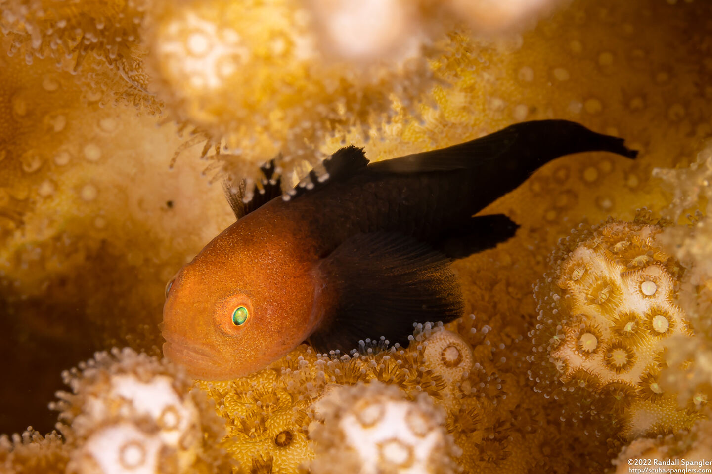 Paragobiodon modestus (Warthead Coralgoby)